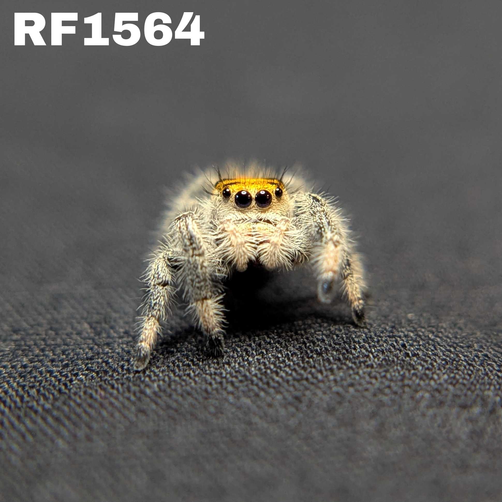 Regal Jumping Spider "Squash"