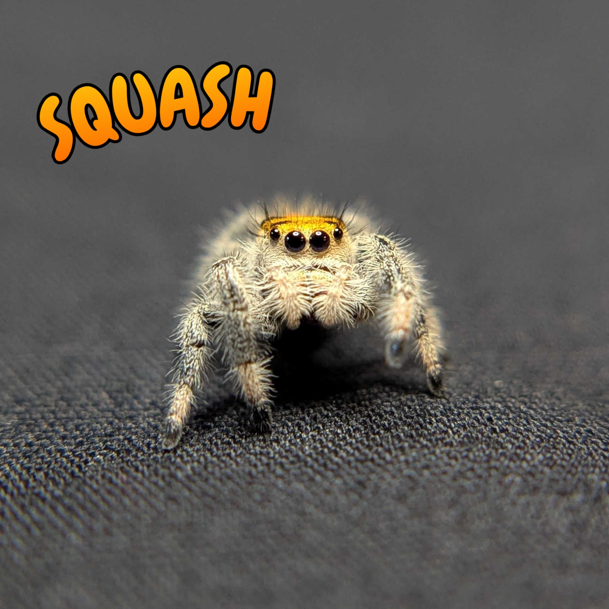 Regal Jumping Spider "Squash"