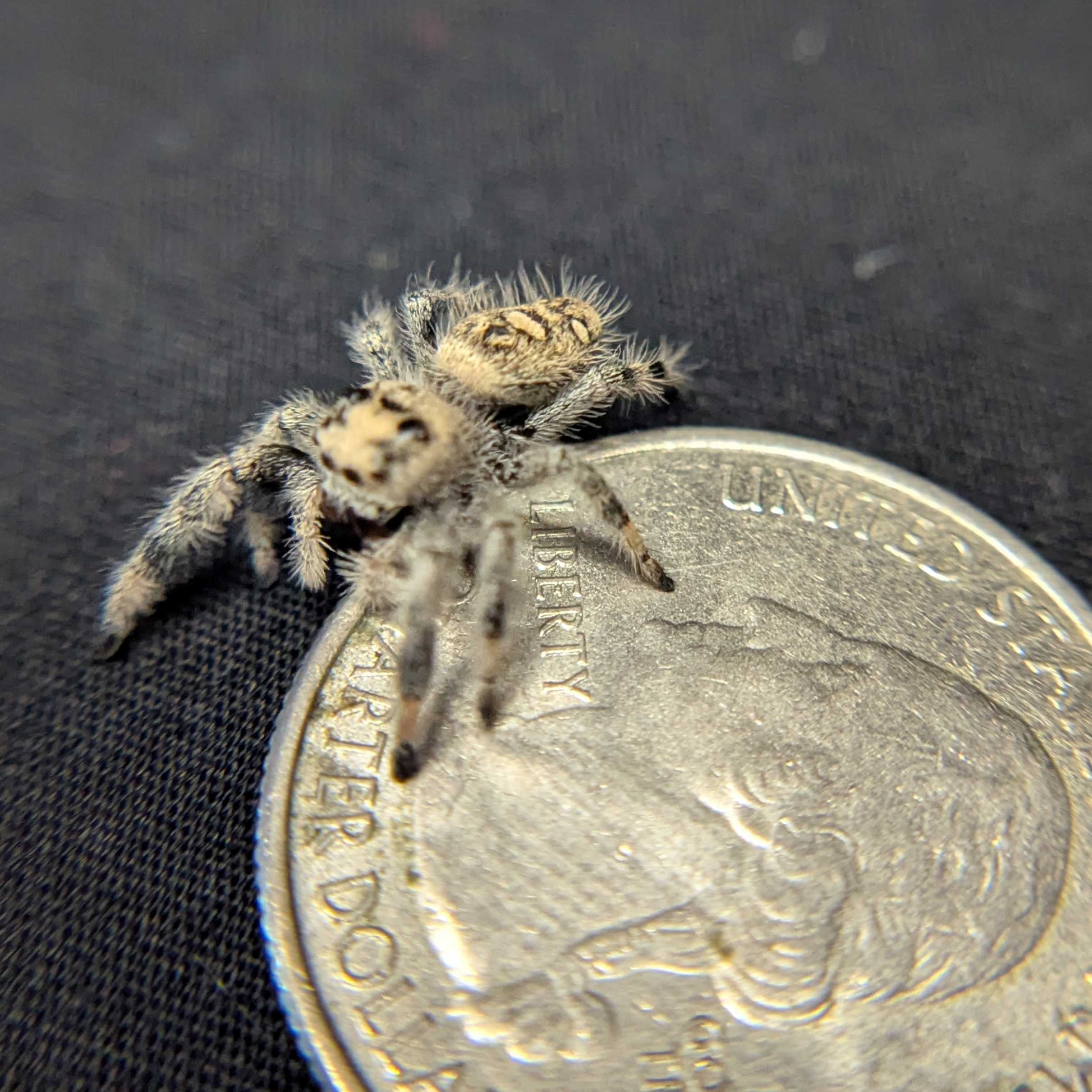 Regal Jumping Spider "Meadow"