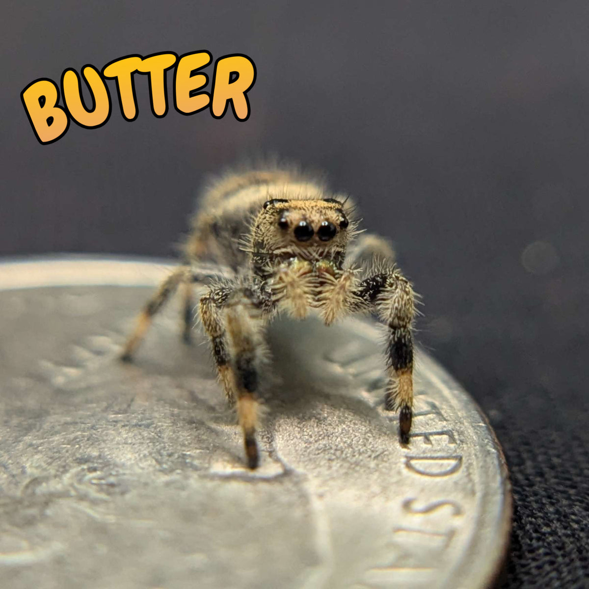 Regal Jumping Spider "Butter"