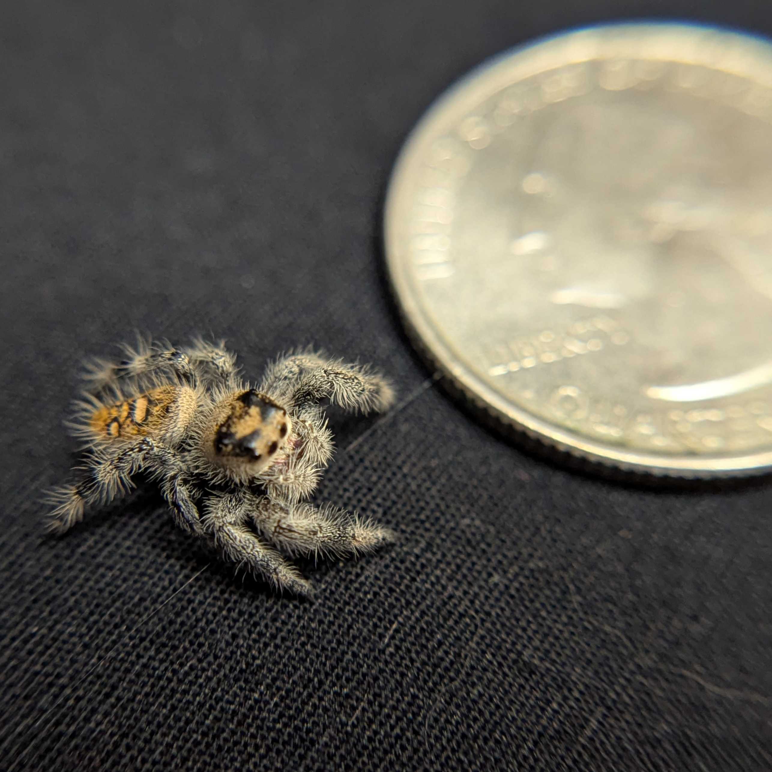 Regal Jumping Spider “Camellia”