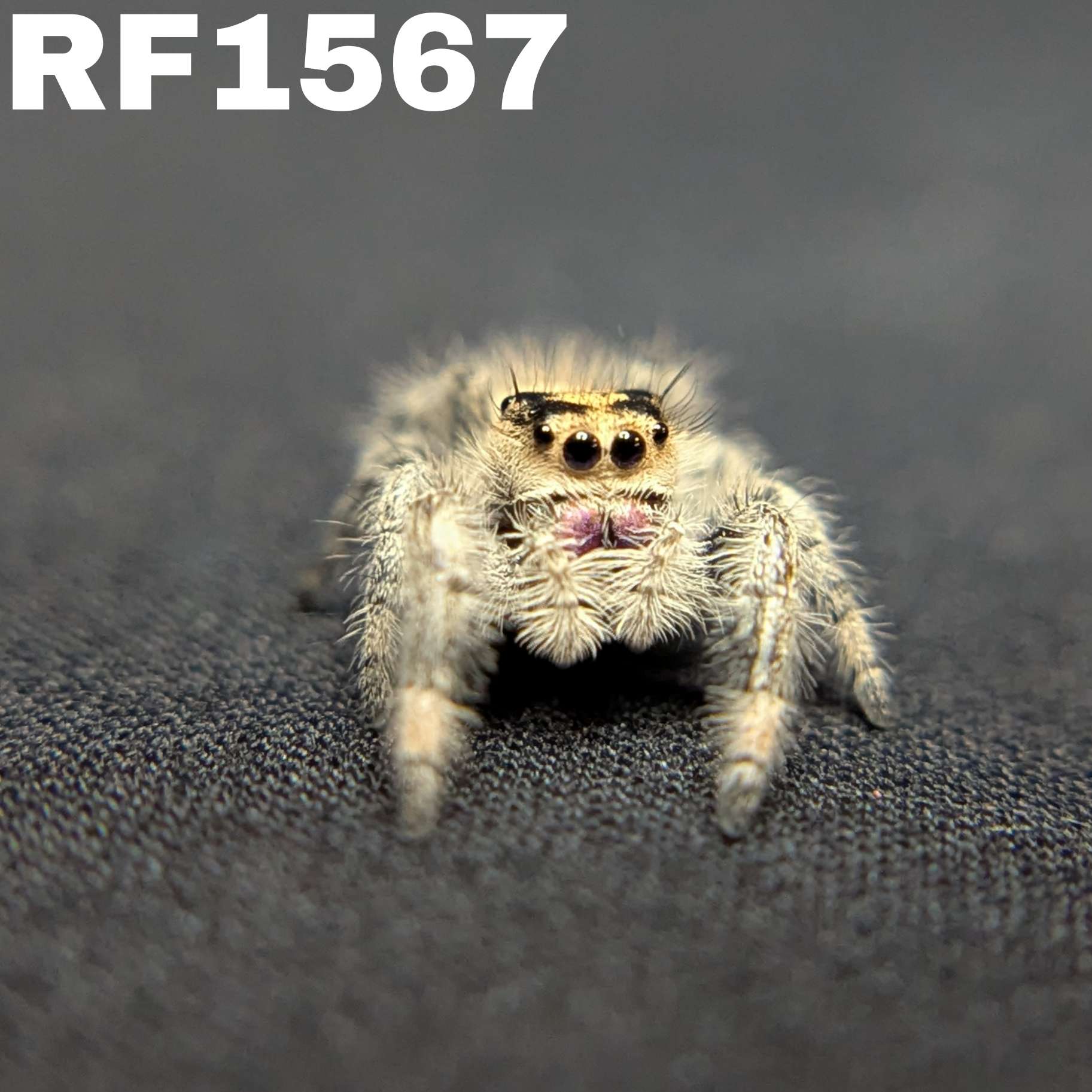 Regal Jumping Spider “Camellia”