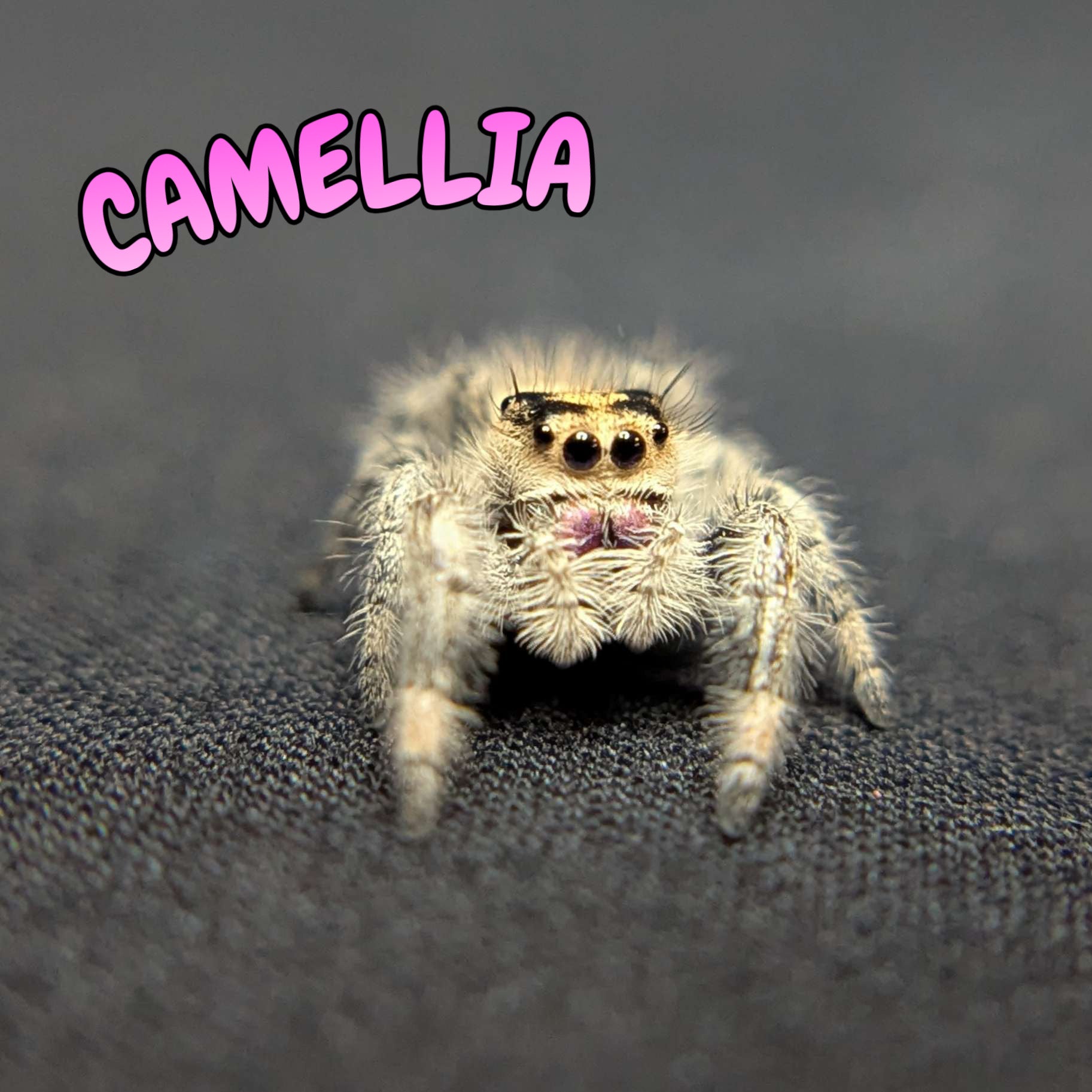 Regal Jumping Spider “Camellia”