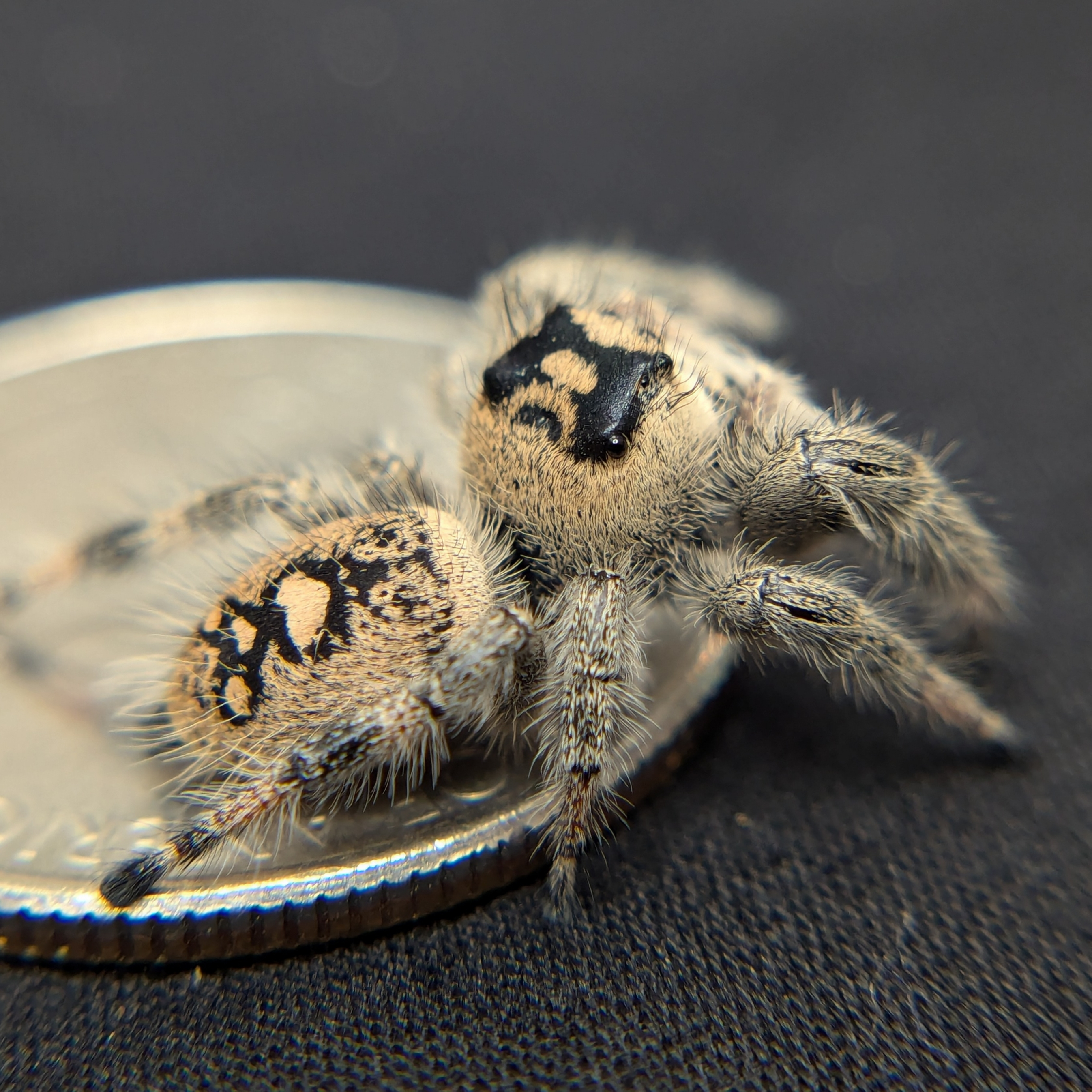 Regal Jumping Spider "Champagne"