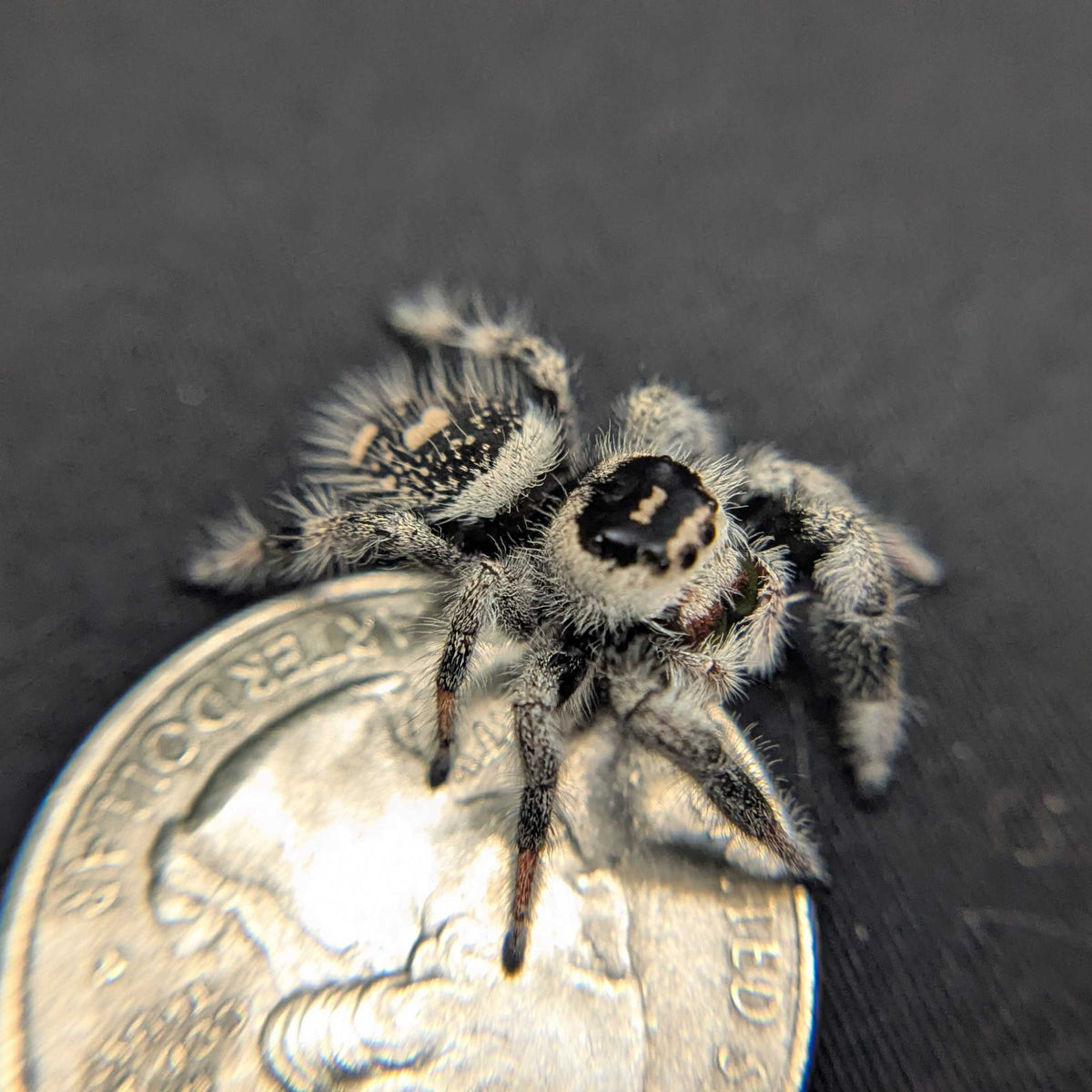 Regal Jumping Spider "Watermelon"