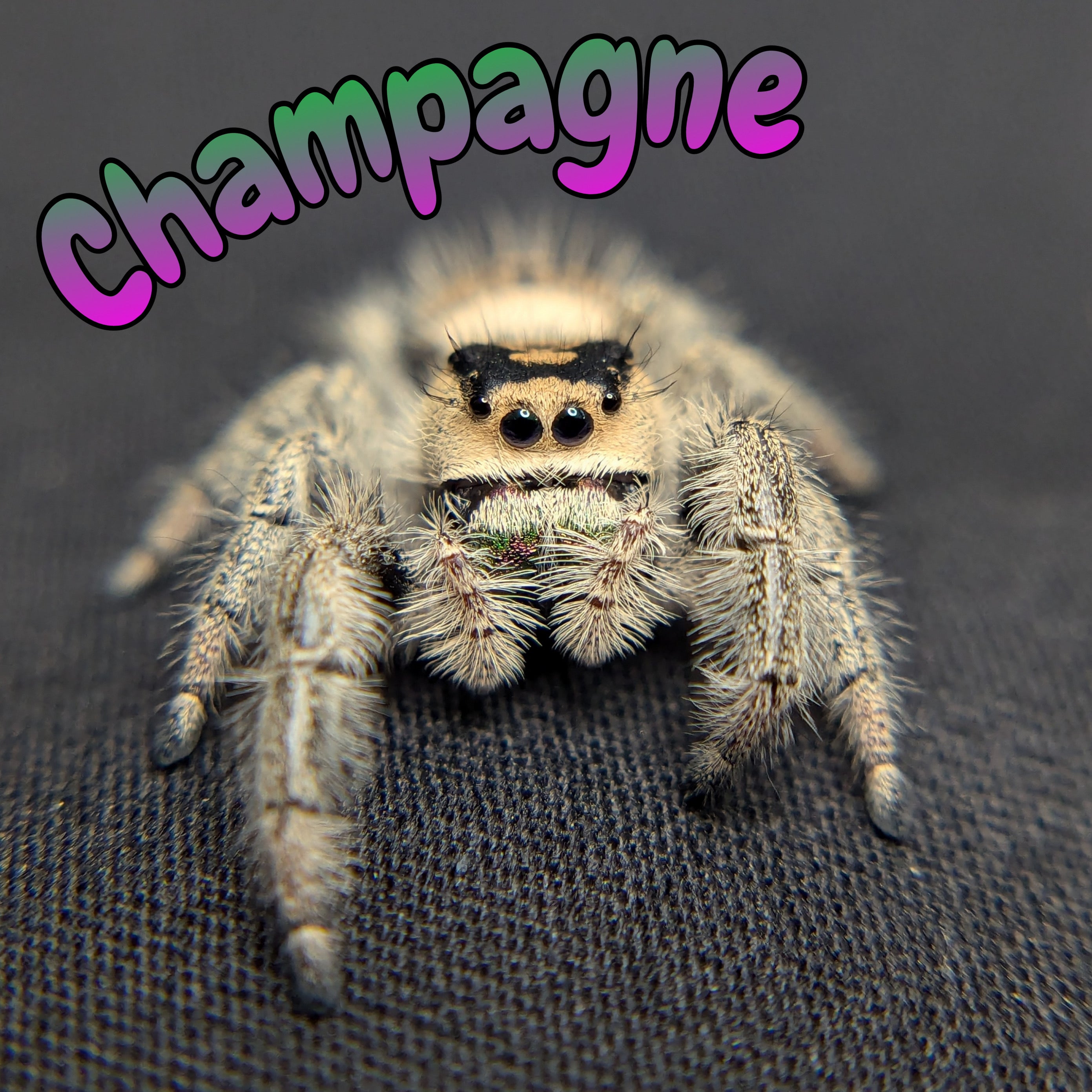 Regal Jumping Spider "Champagne"