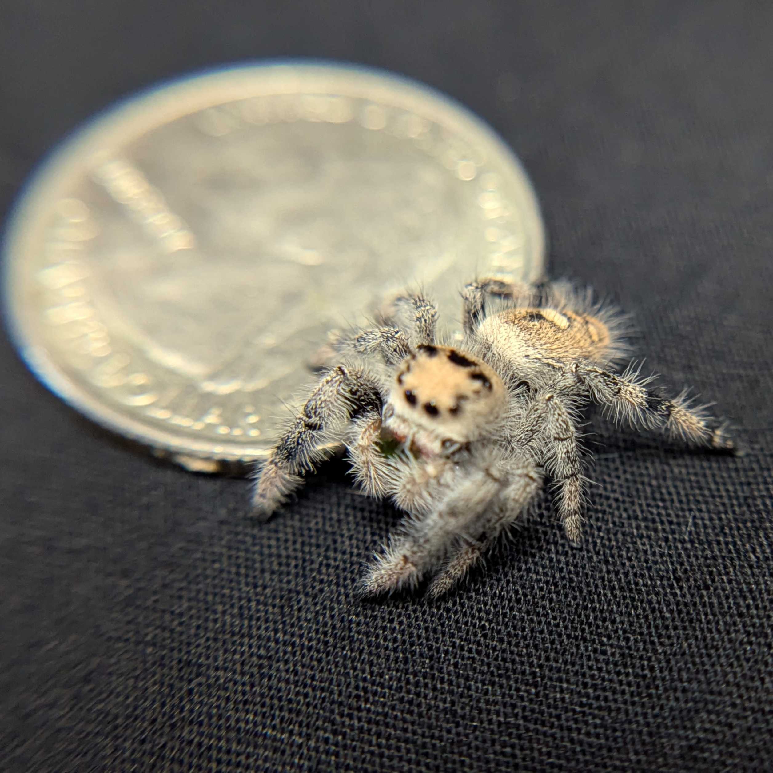 Regal Jumping Spider "Cracker"