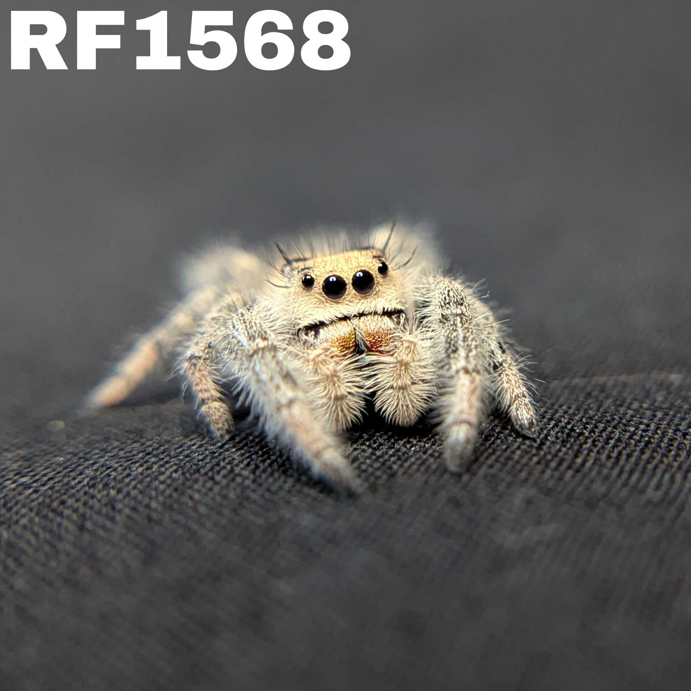 Regal Jumping Spider "Cracker"