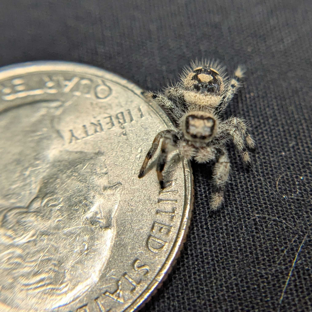 Regal Jumping Spider “Peridot”