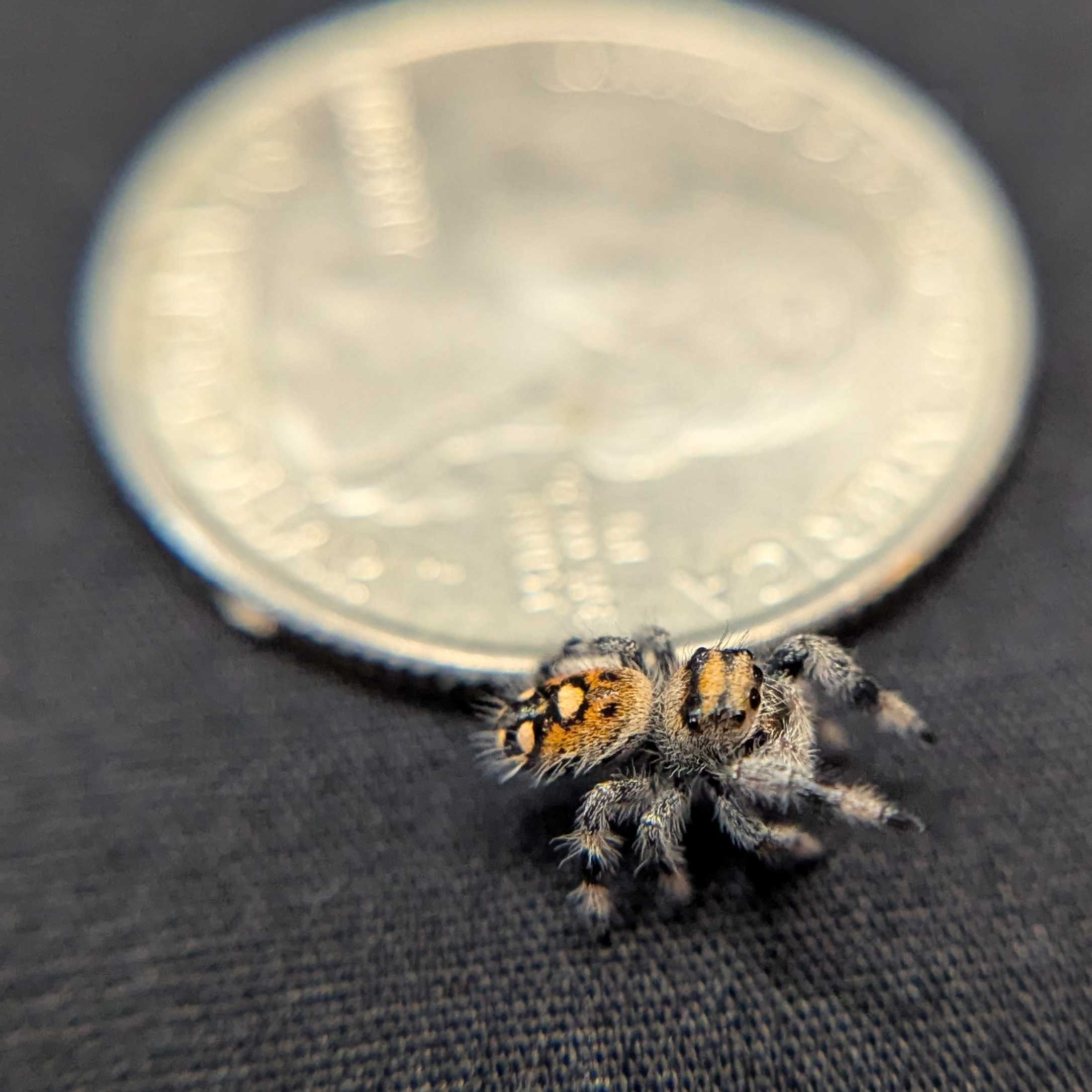 Regal Jumping Spider "Spell"