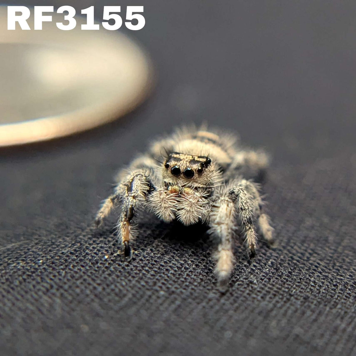 Regal Jumping Spider “Peridot”