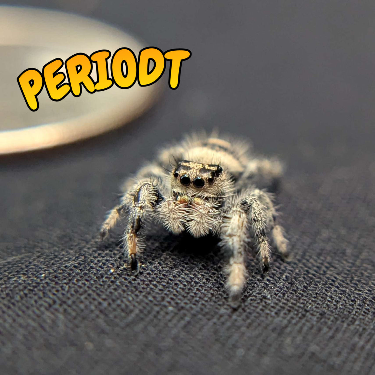Regal Jumping Spider “Peridot”