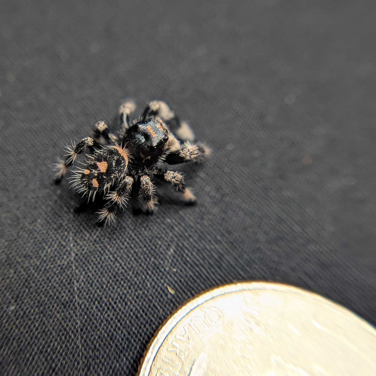 Regal Jumping Spider “Charm”