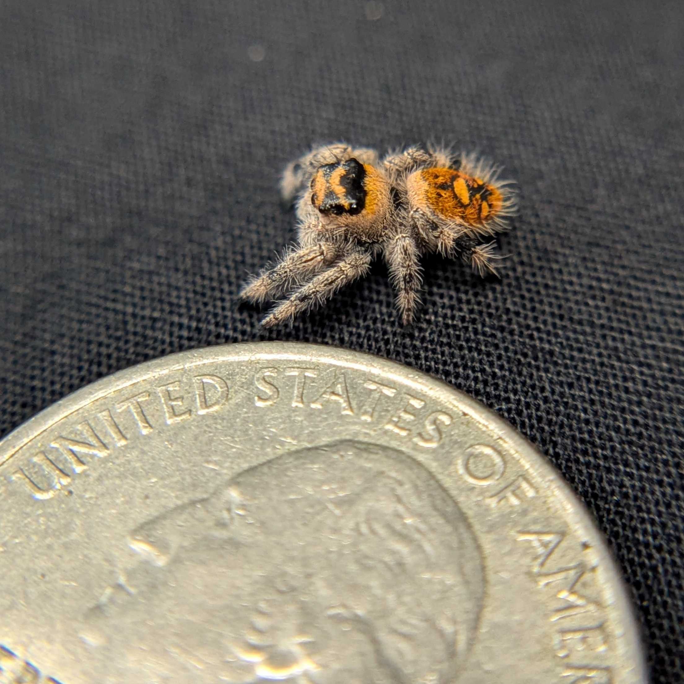 Regal Jumping Spider "Ember"