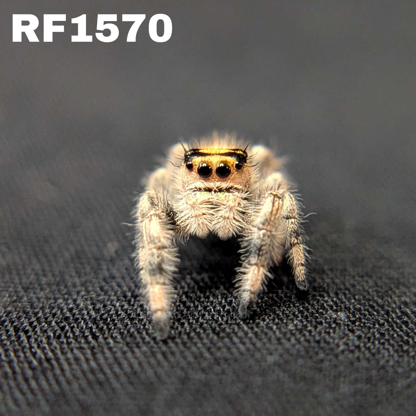 Regal Jumping Spider "Ember"