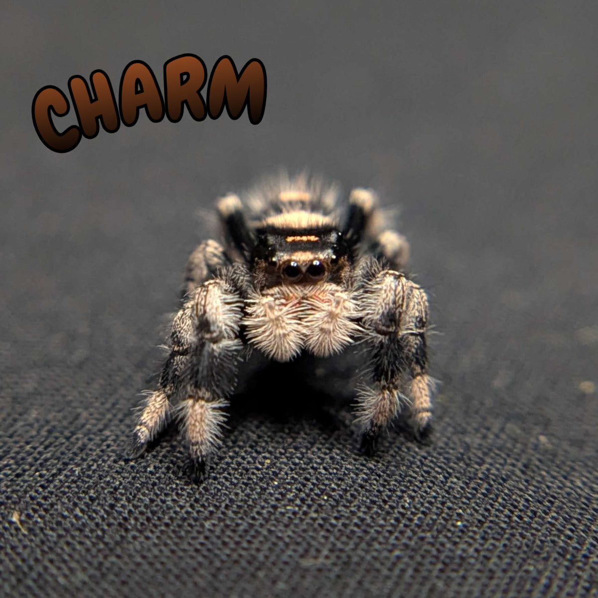 Regal Jumping Spider “Charm”