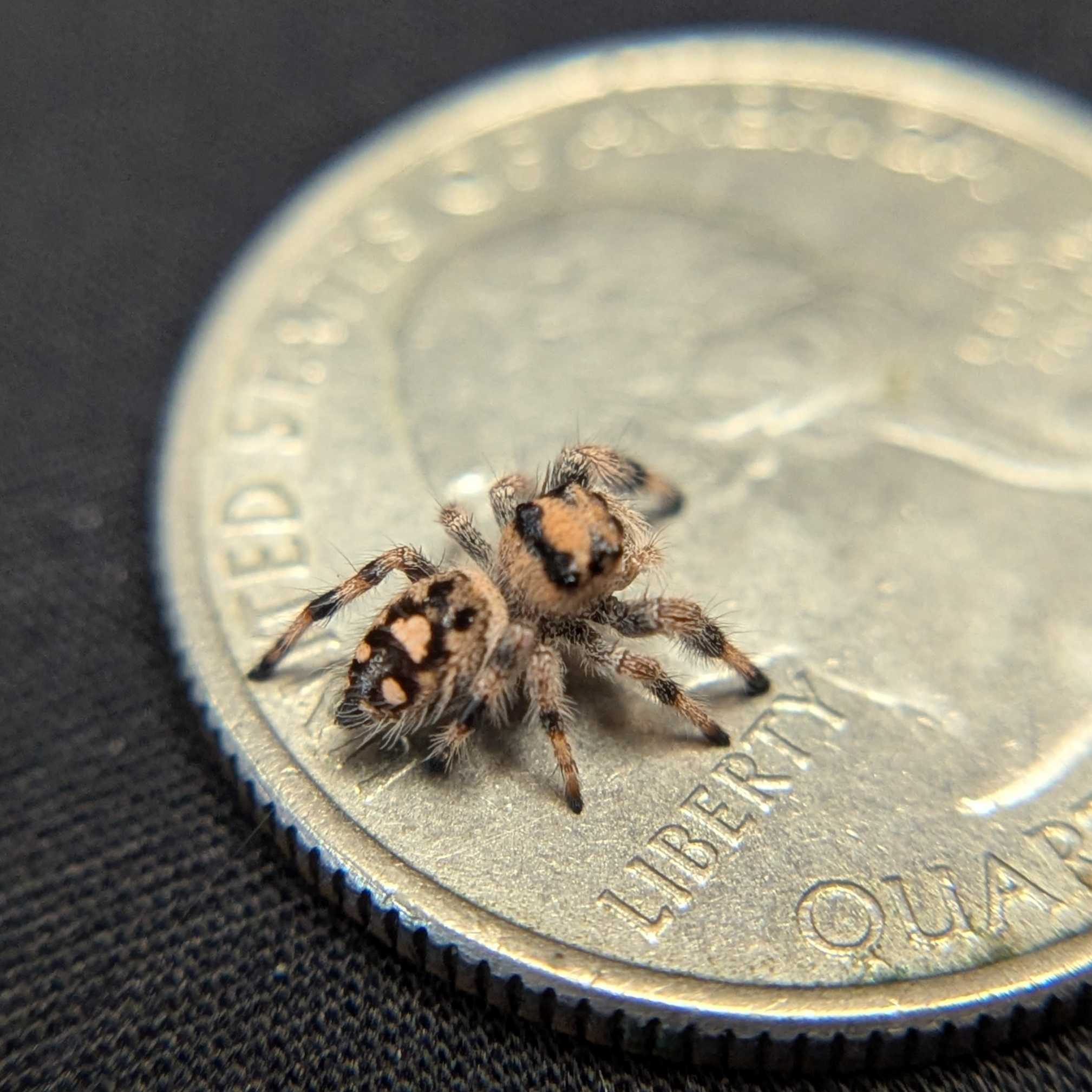 Regal Jumping Spider “Pebble”
