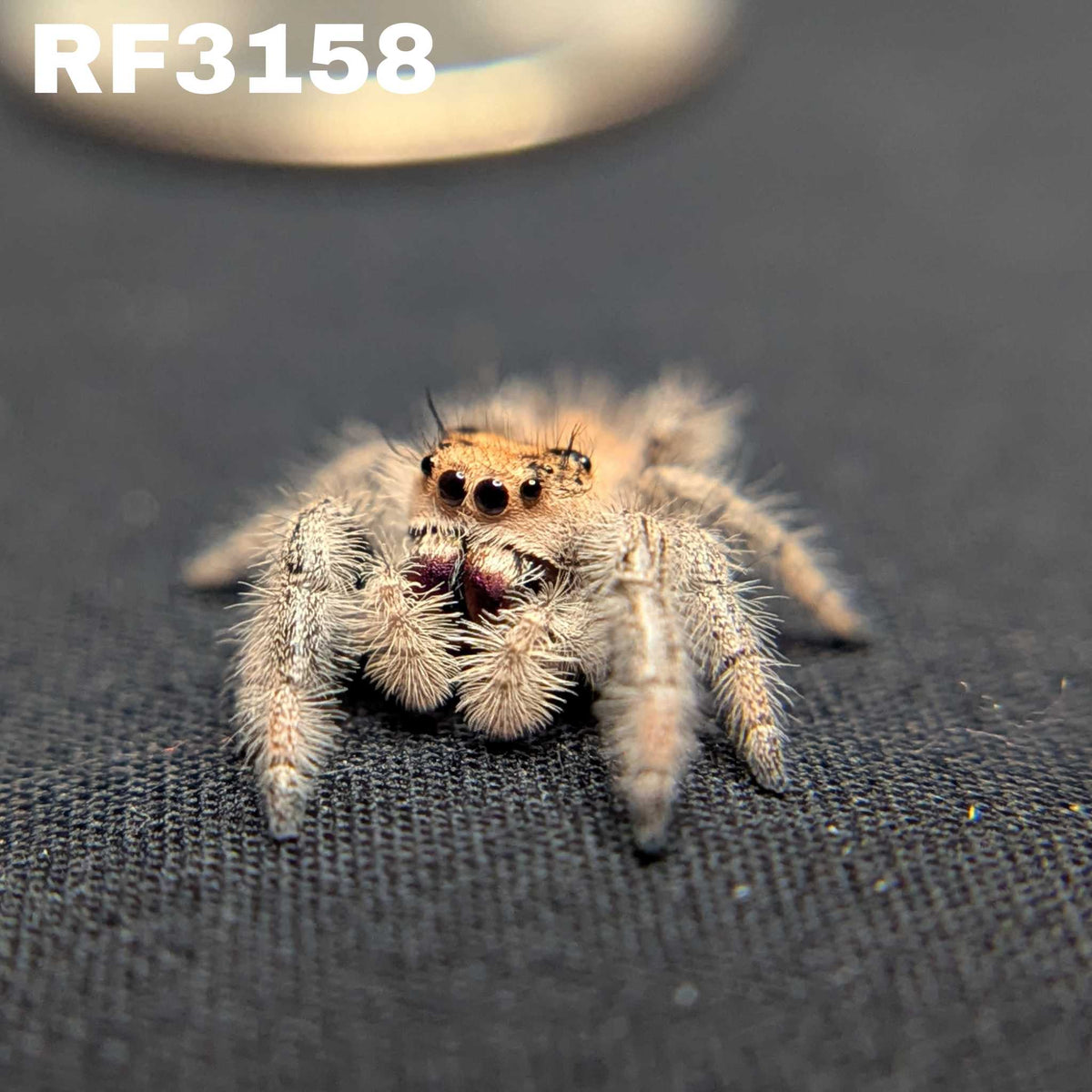 Regal Jumping Spider "Cherry"