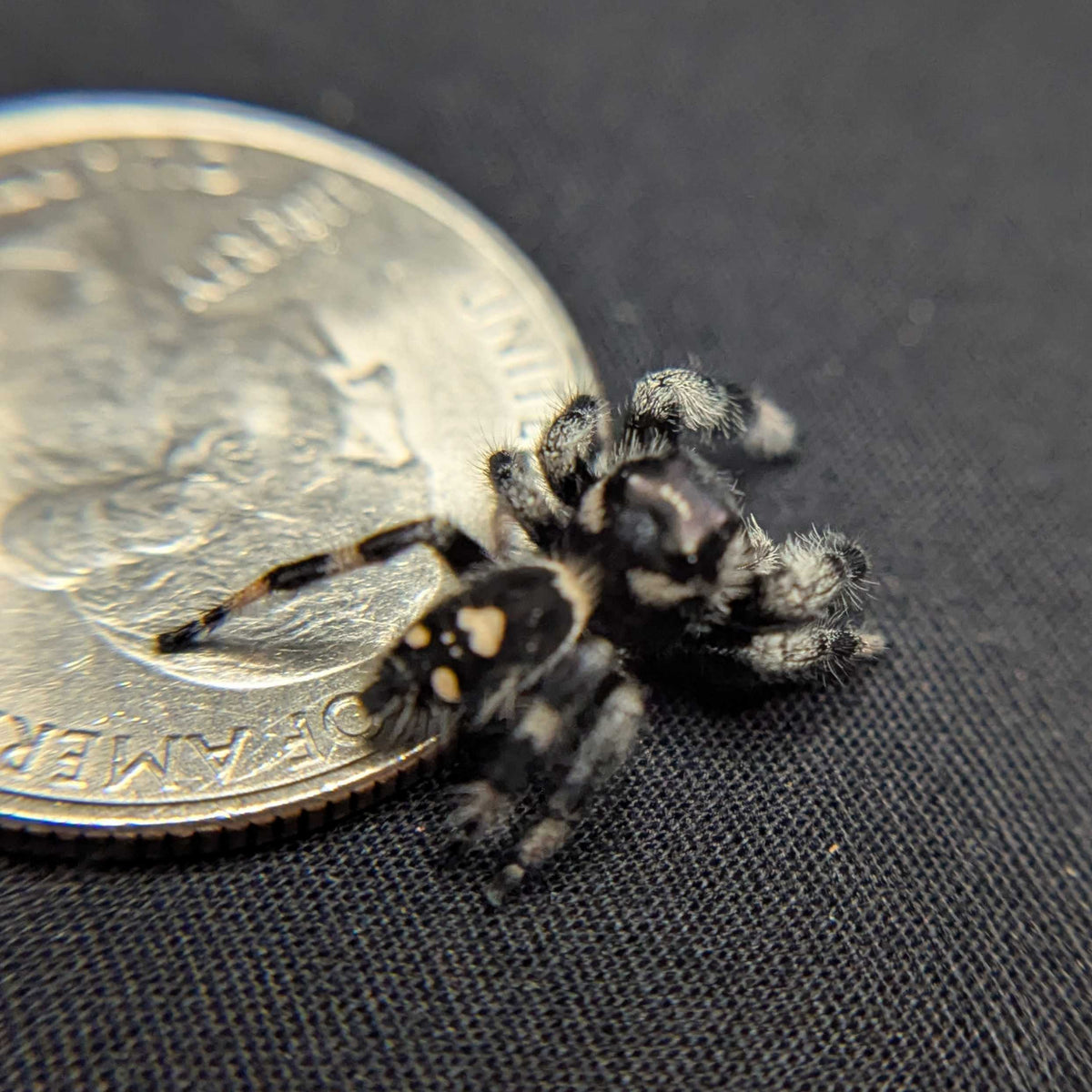 Regal Jumping Spider “Riot”