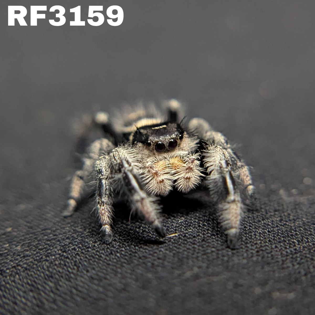 Regal Jumping Spider “Riot”