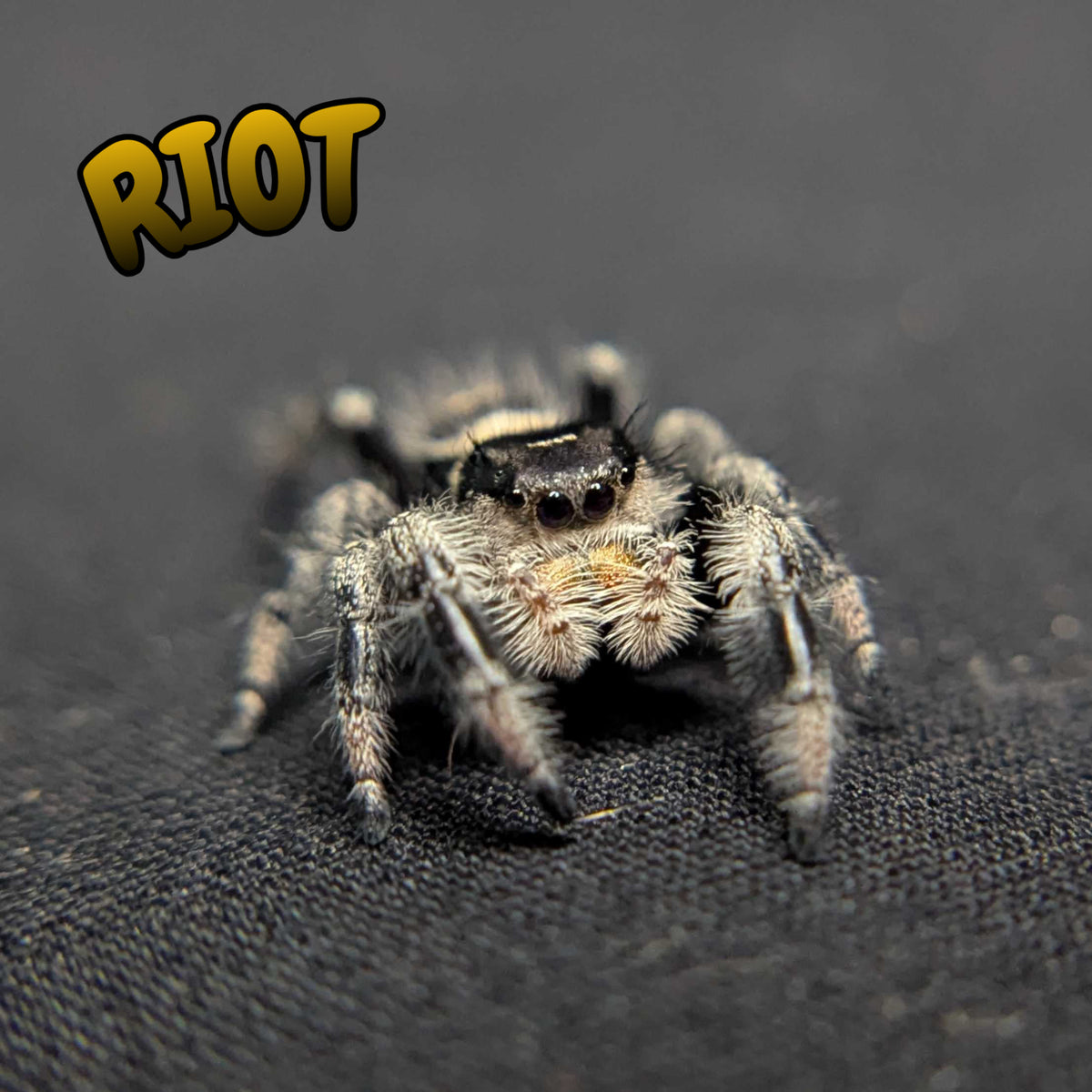 Regal Jumping Spider “Riot”