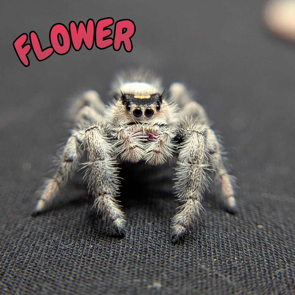 Regal Jumping Spider "Flower"