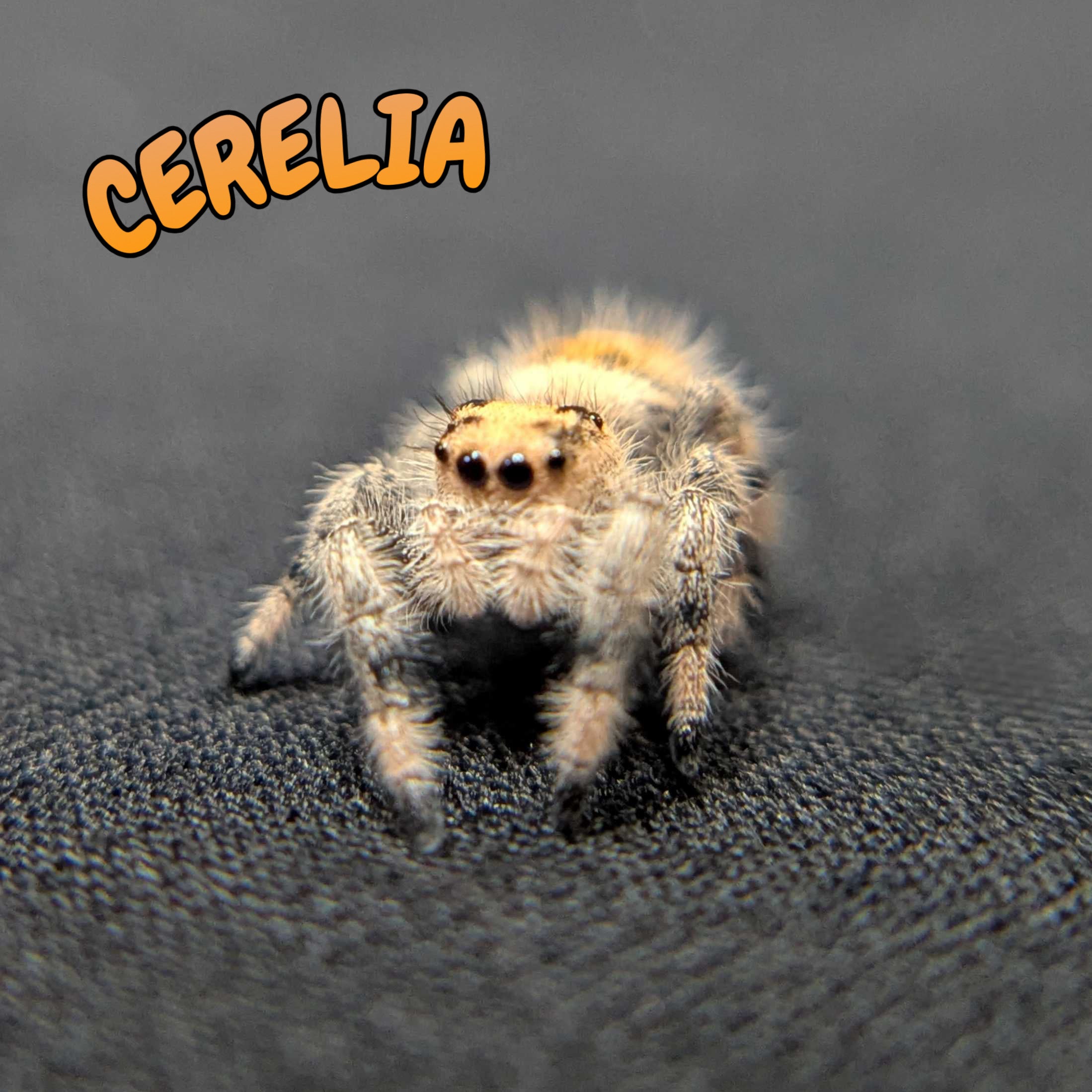 Regal Jumping Spider “Cerelia”