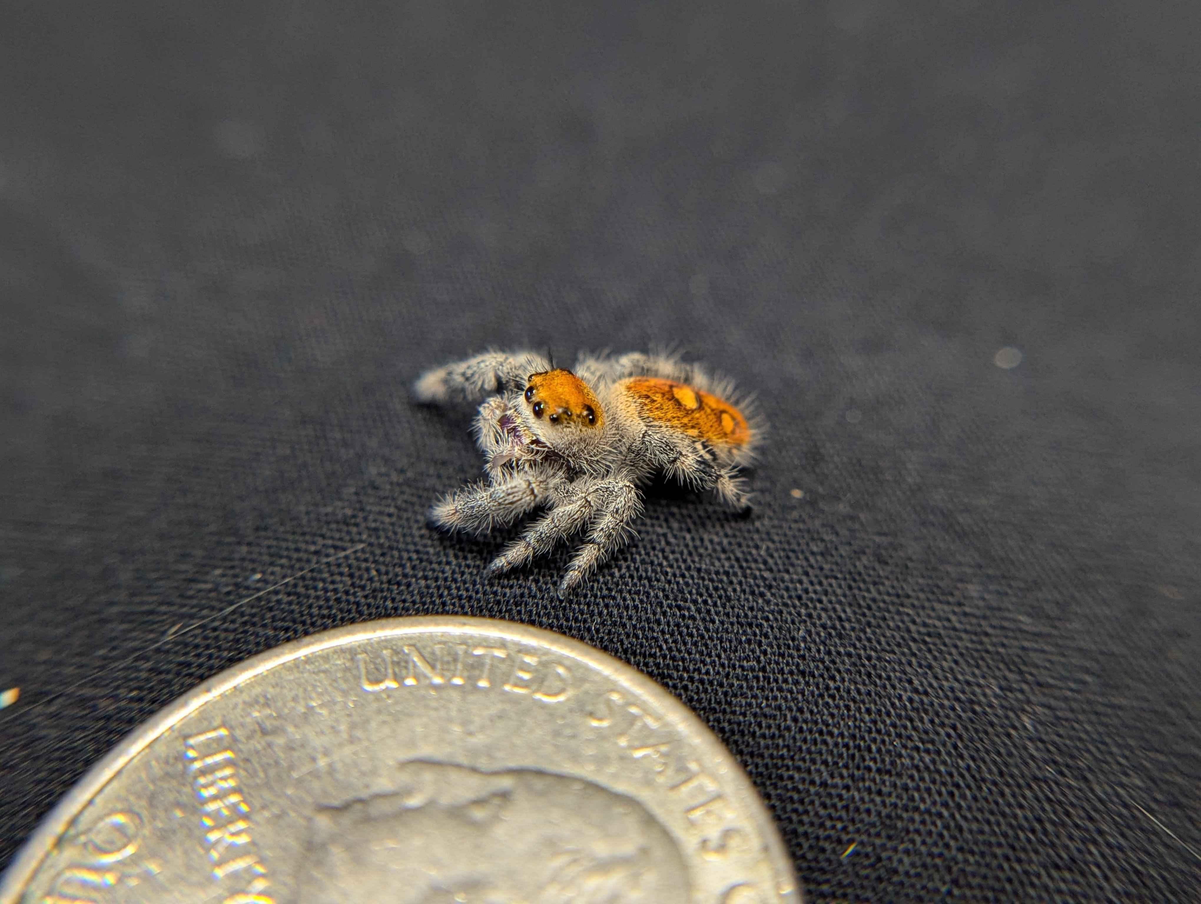 Regal Jumping Spider “Pyra”