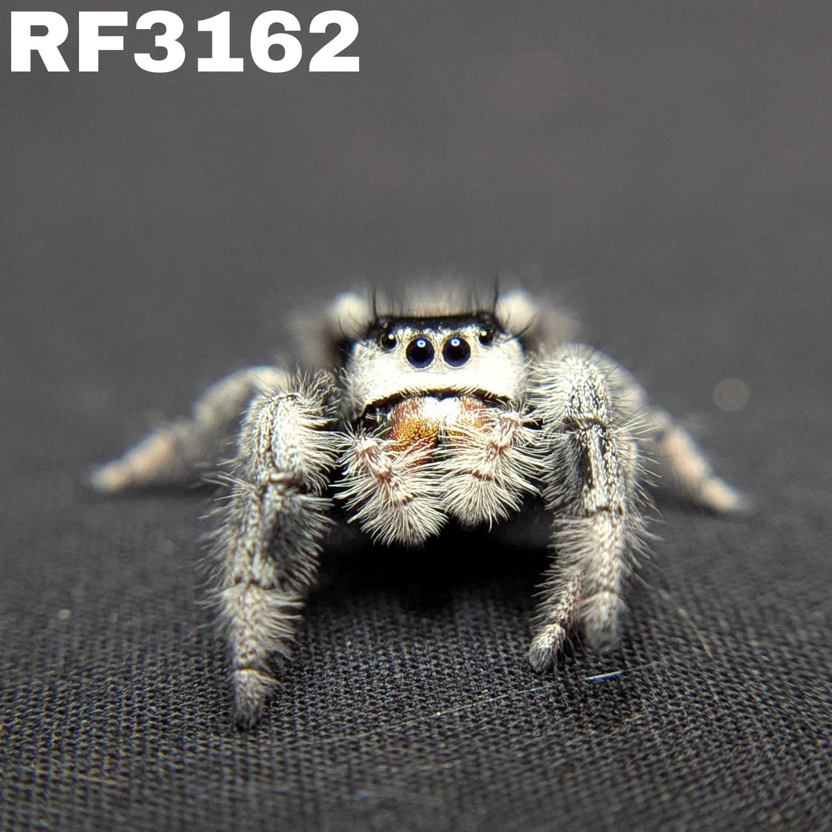 Regal Jumping Spider "Wonder"