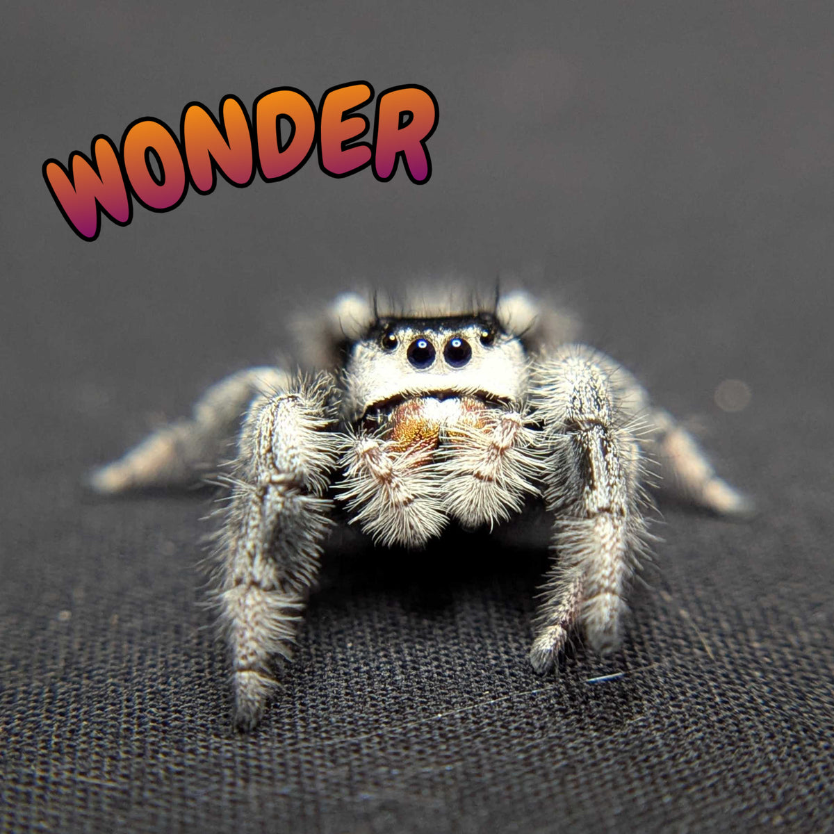 Regal Jumping Spider "Wonder"