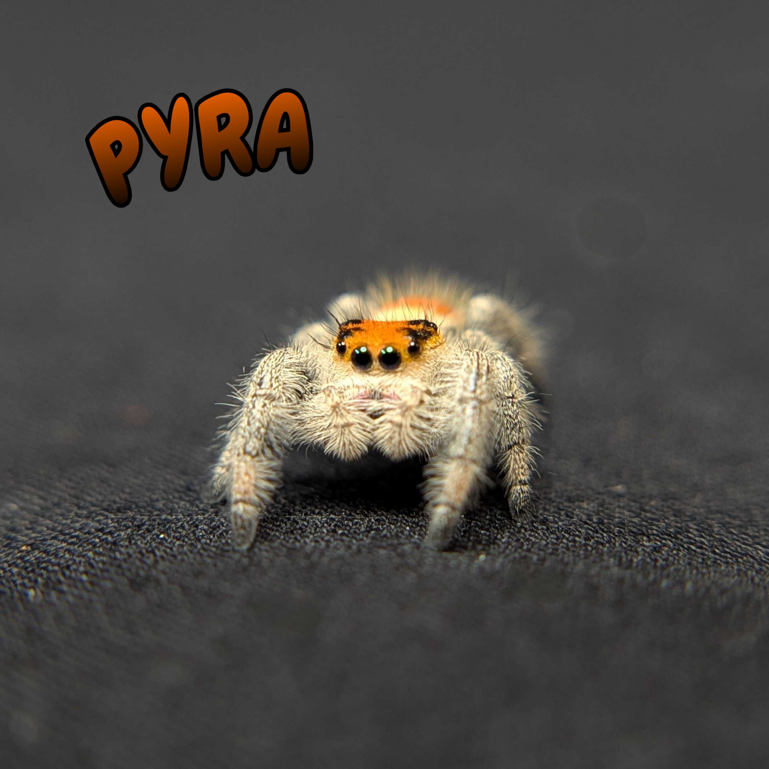 Regal Jumping Spider “Pyra”