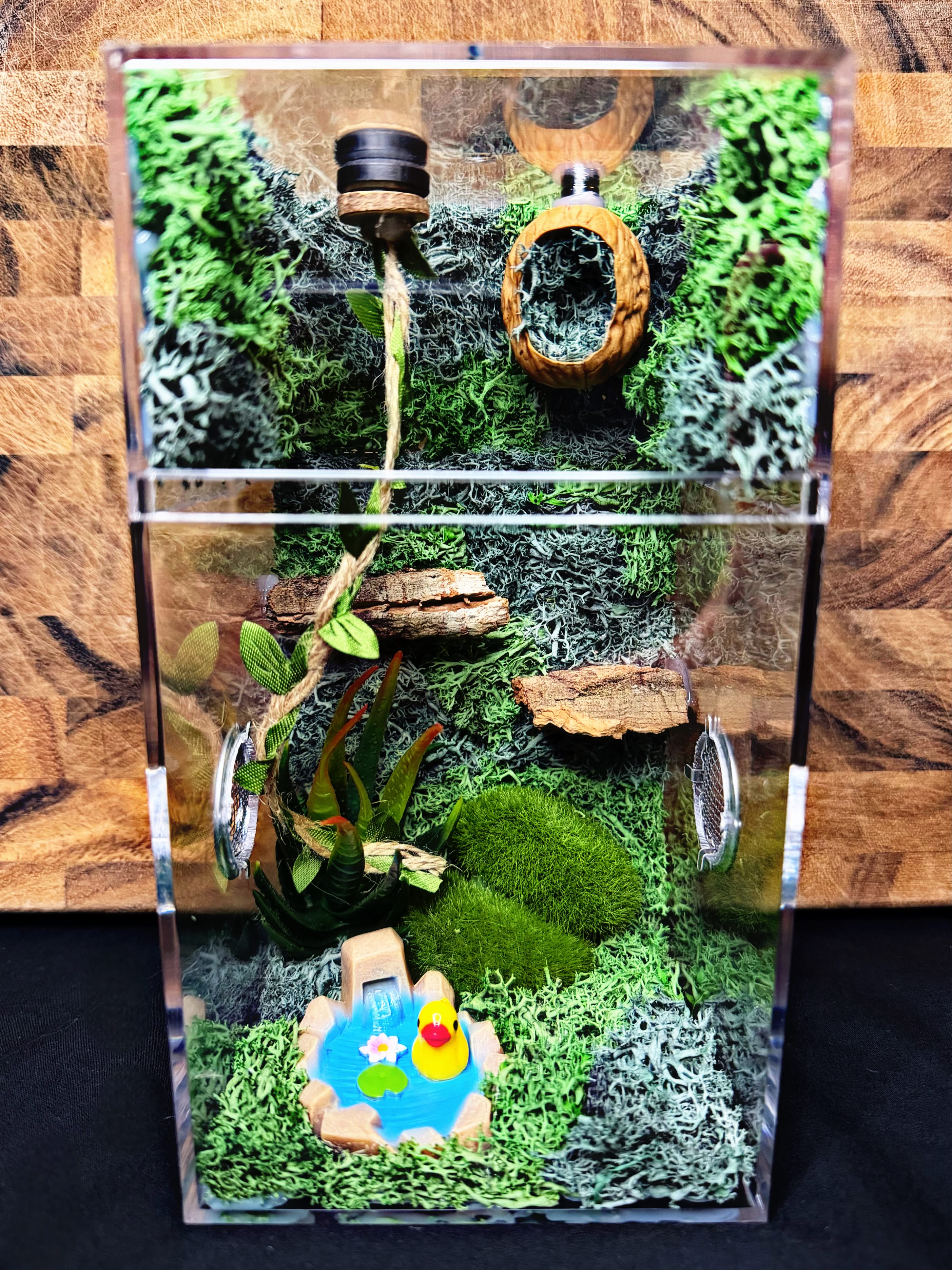 Custom Jumping Spider Enclosure