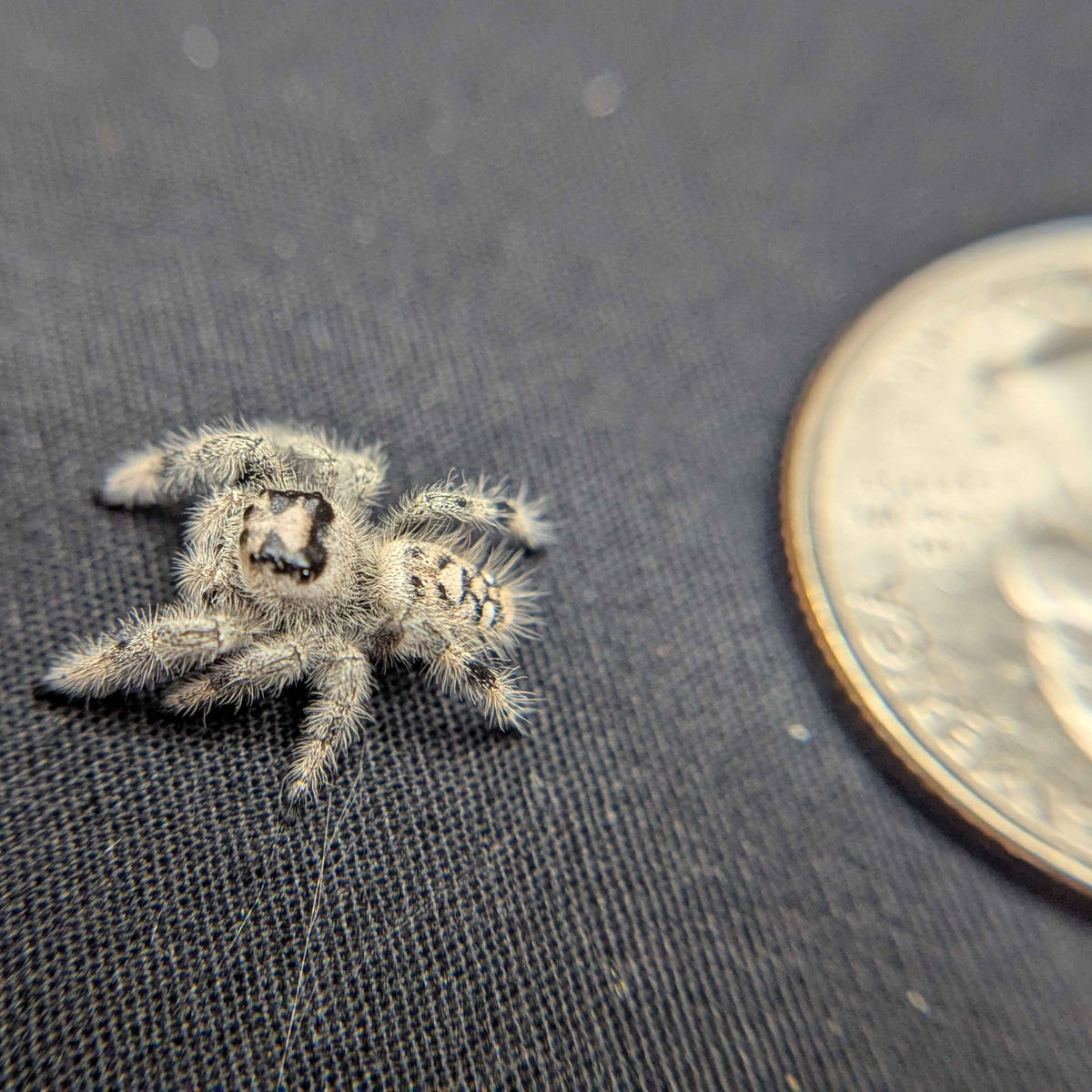 Regal Jumping Spider "Stardust"