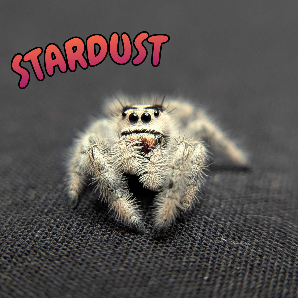 Regal Jumping Spider "Stardust"