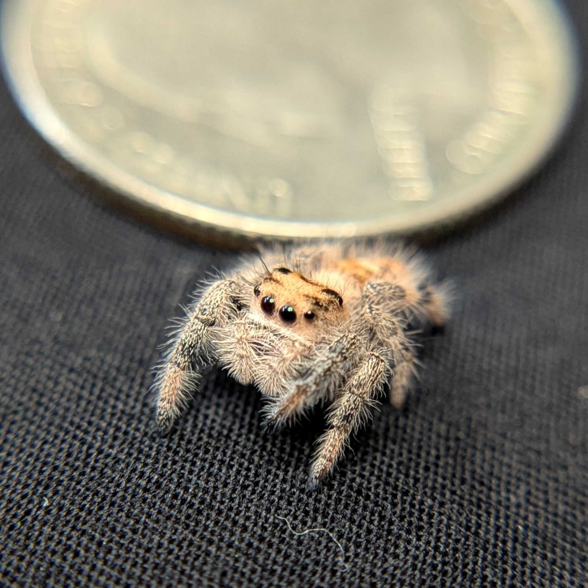 Regal Jumping Spider "Lucy”