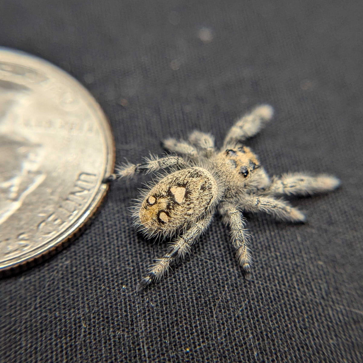 Regal Jumping Spider "Bubblegum"