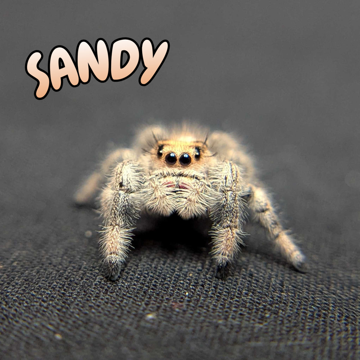Regal Jumping Spider "Sandy"