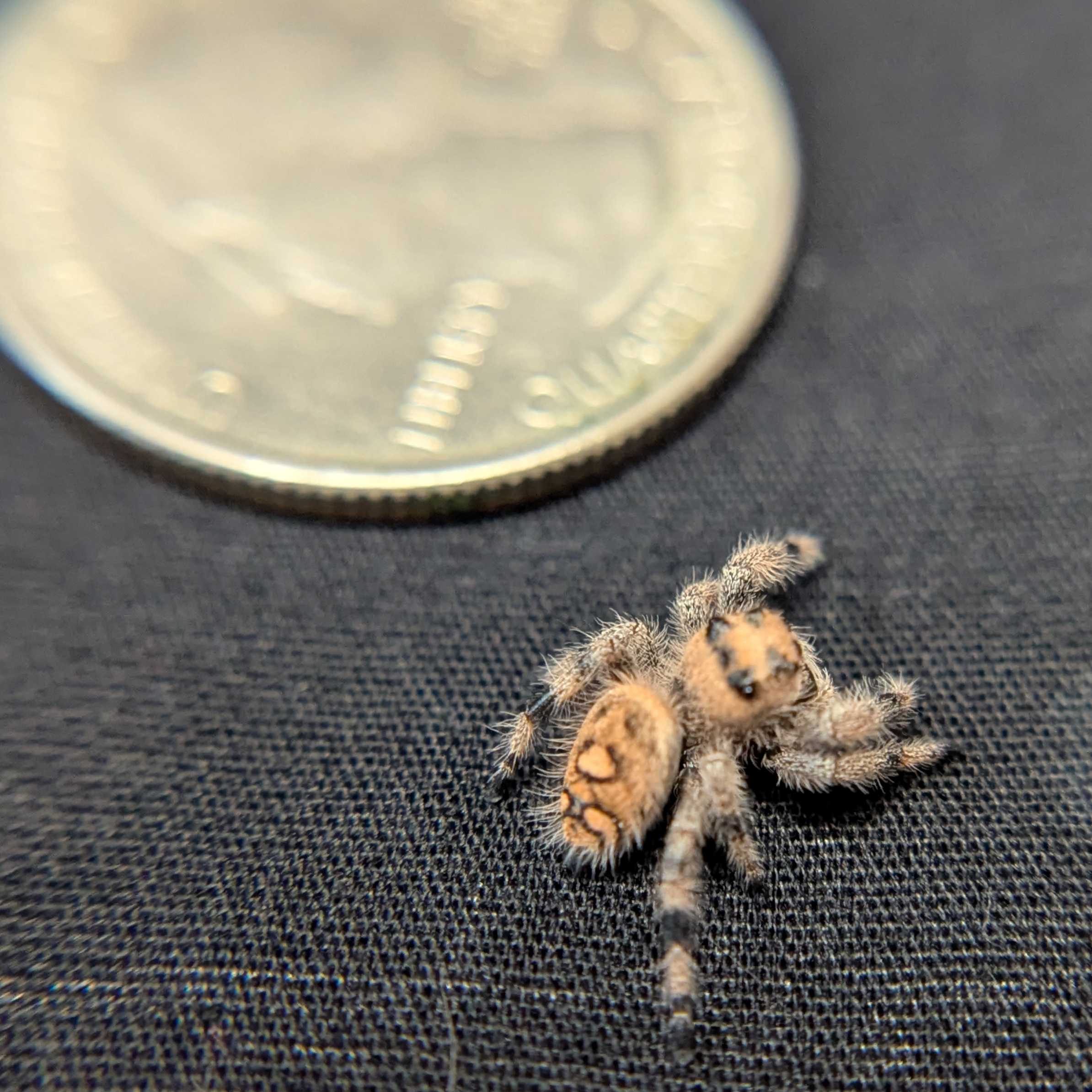 Regal Jumping Spider "Halo"
