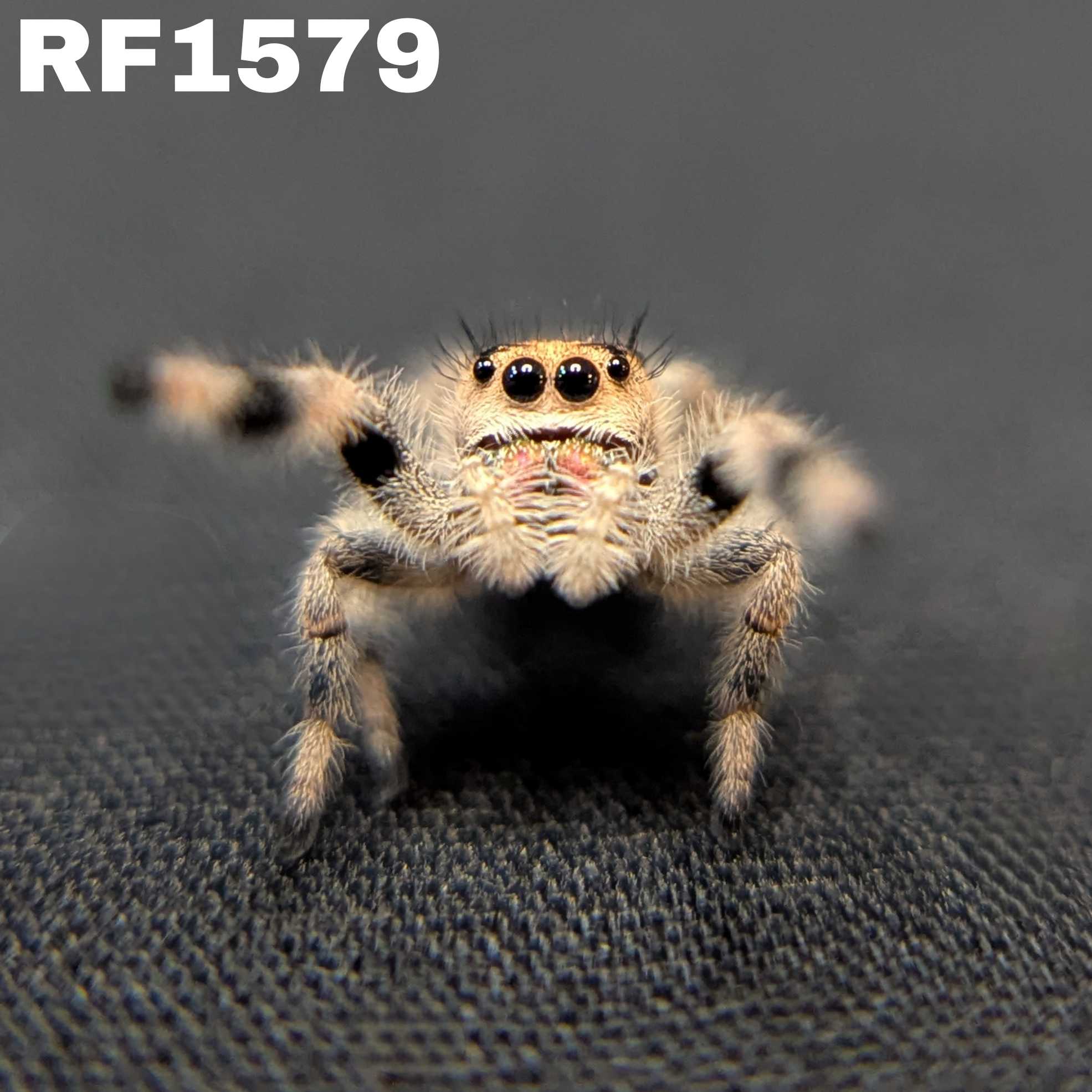 Regal Jumping Spider "Halo"