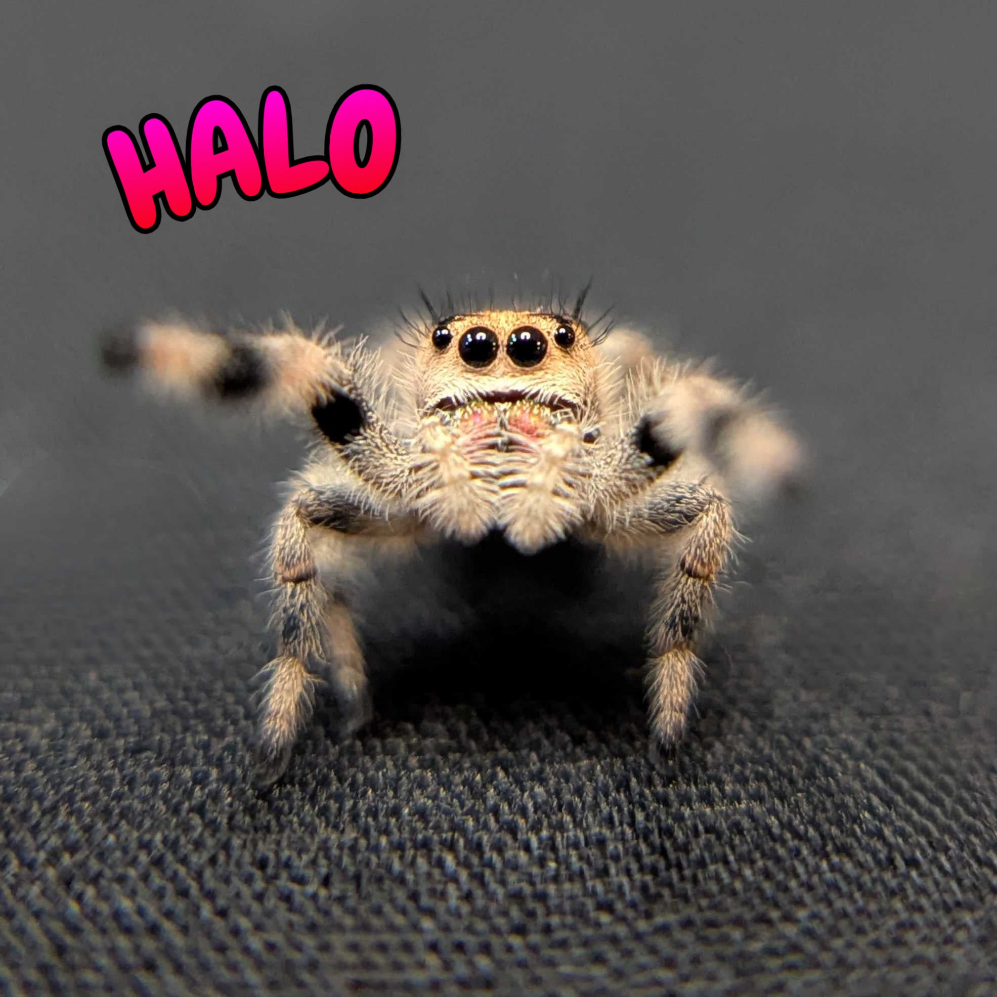 Regal Jumping Spider "Halo"