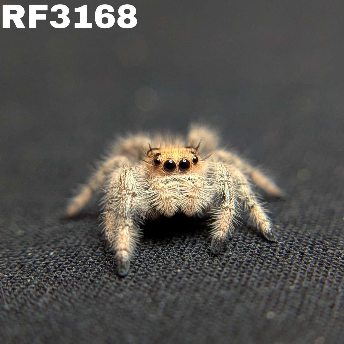 Regal Jumping Spider “Dawn”