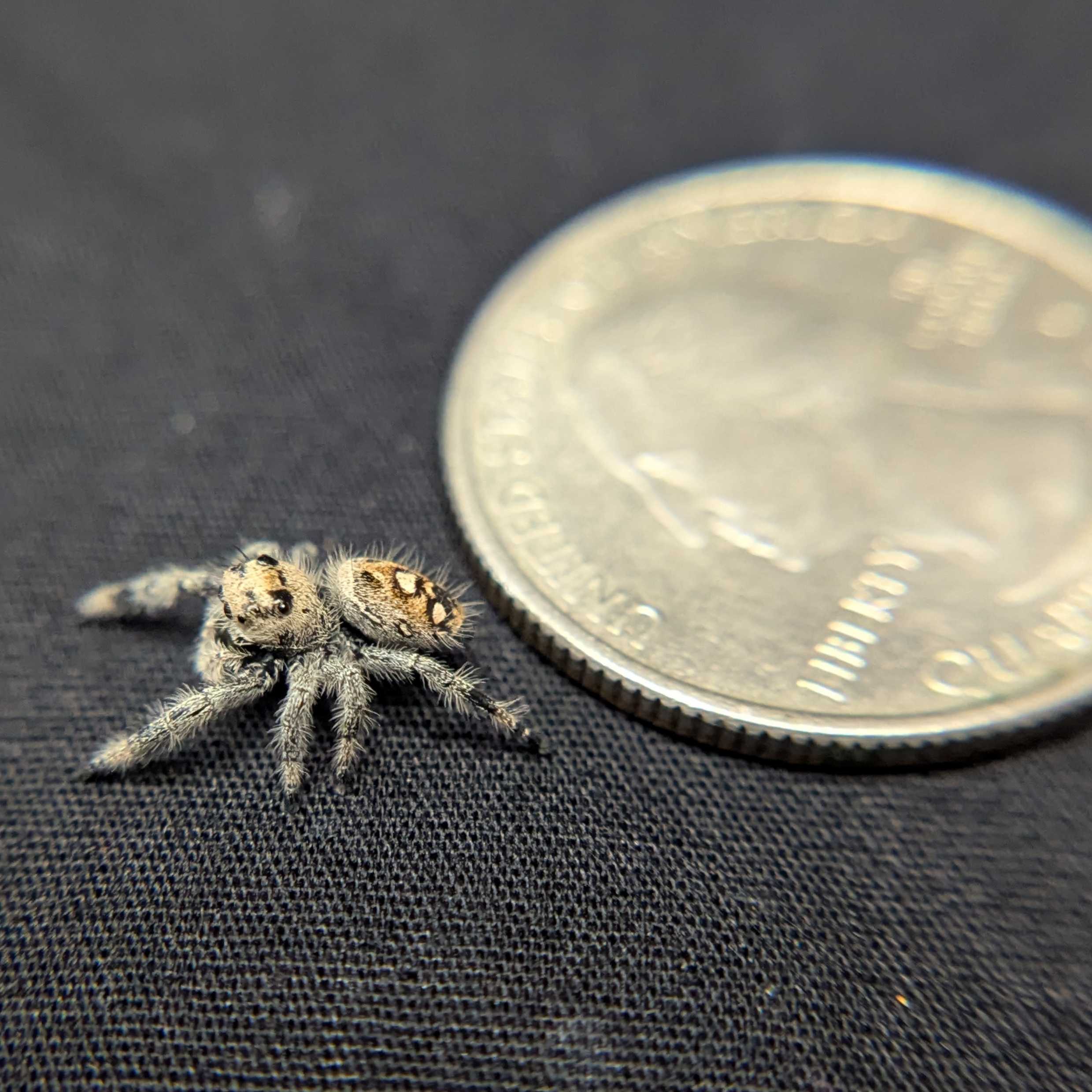 Regal Jumping Spider "Blush"