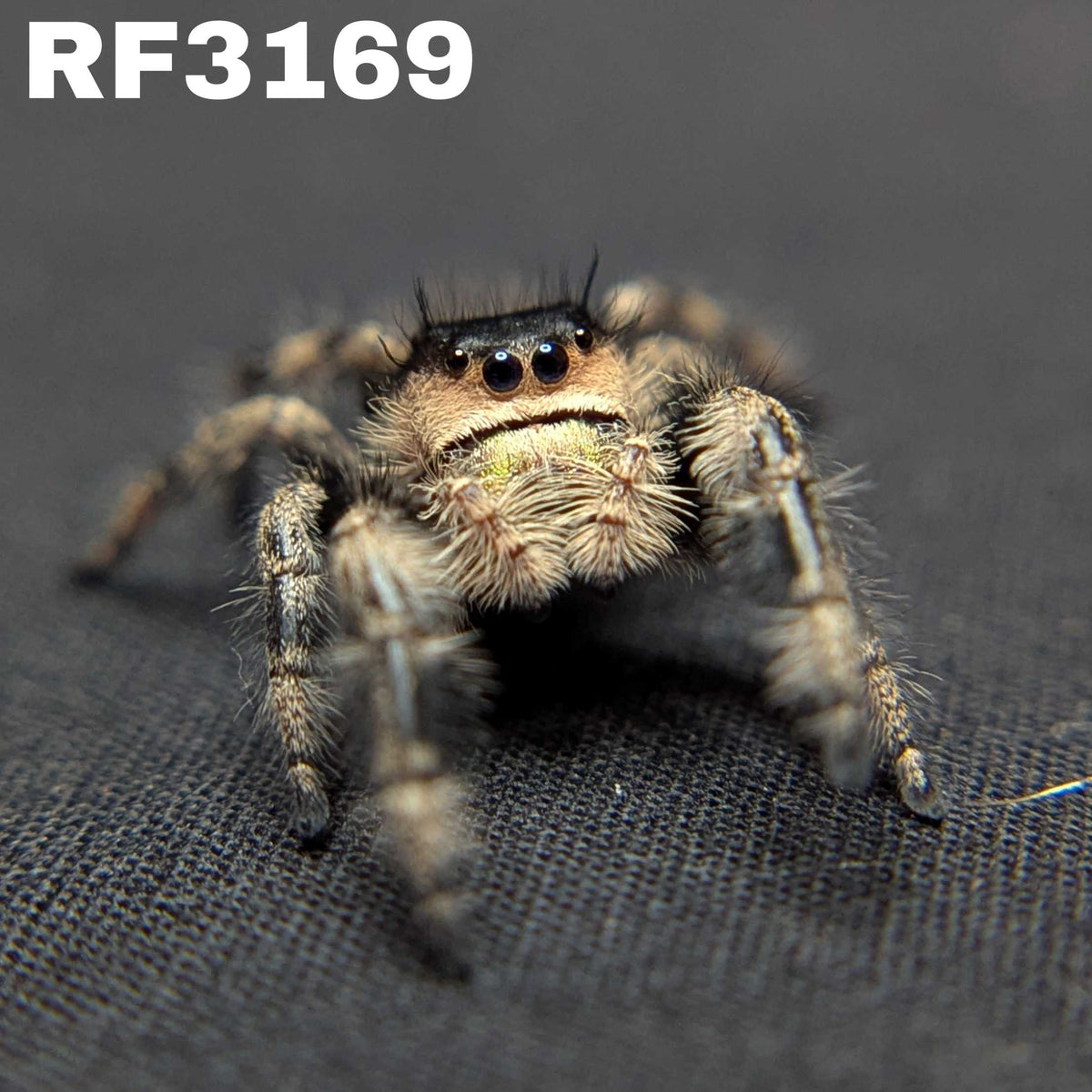 Regal Jumping Spider "Macaron"