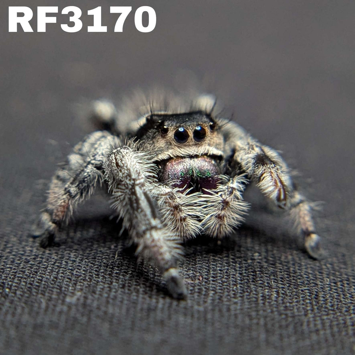 Regal Jumping Spider "Burberry"