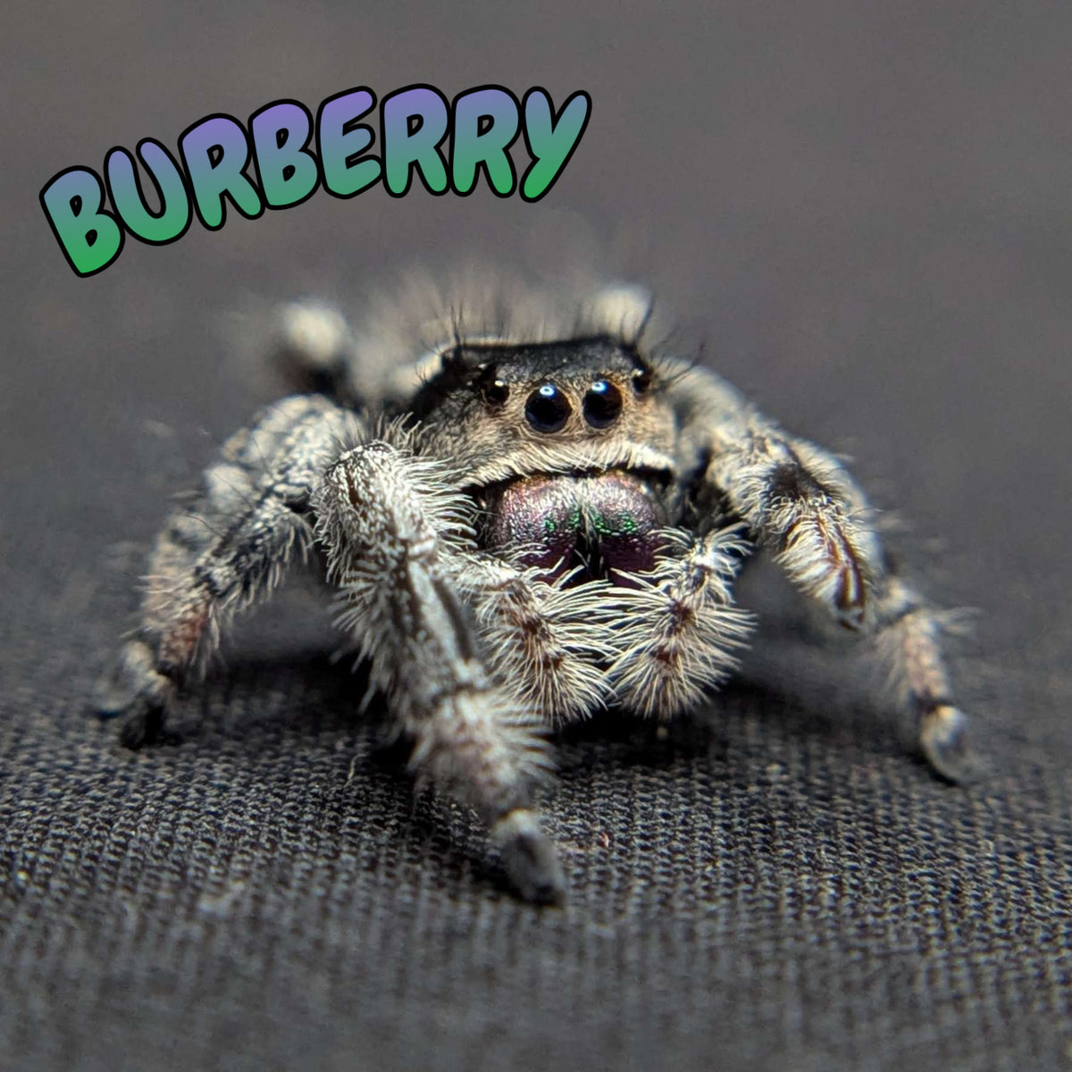 Regal Jumping Spider "Burberry"
