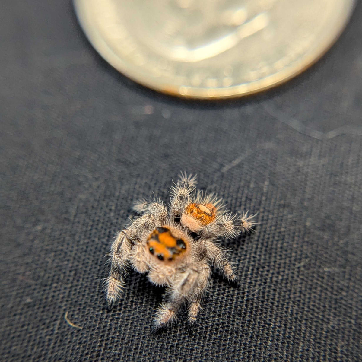 Regal Jumping Spider "Clementine"