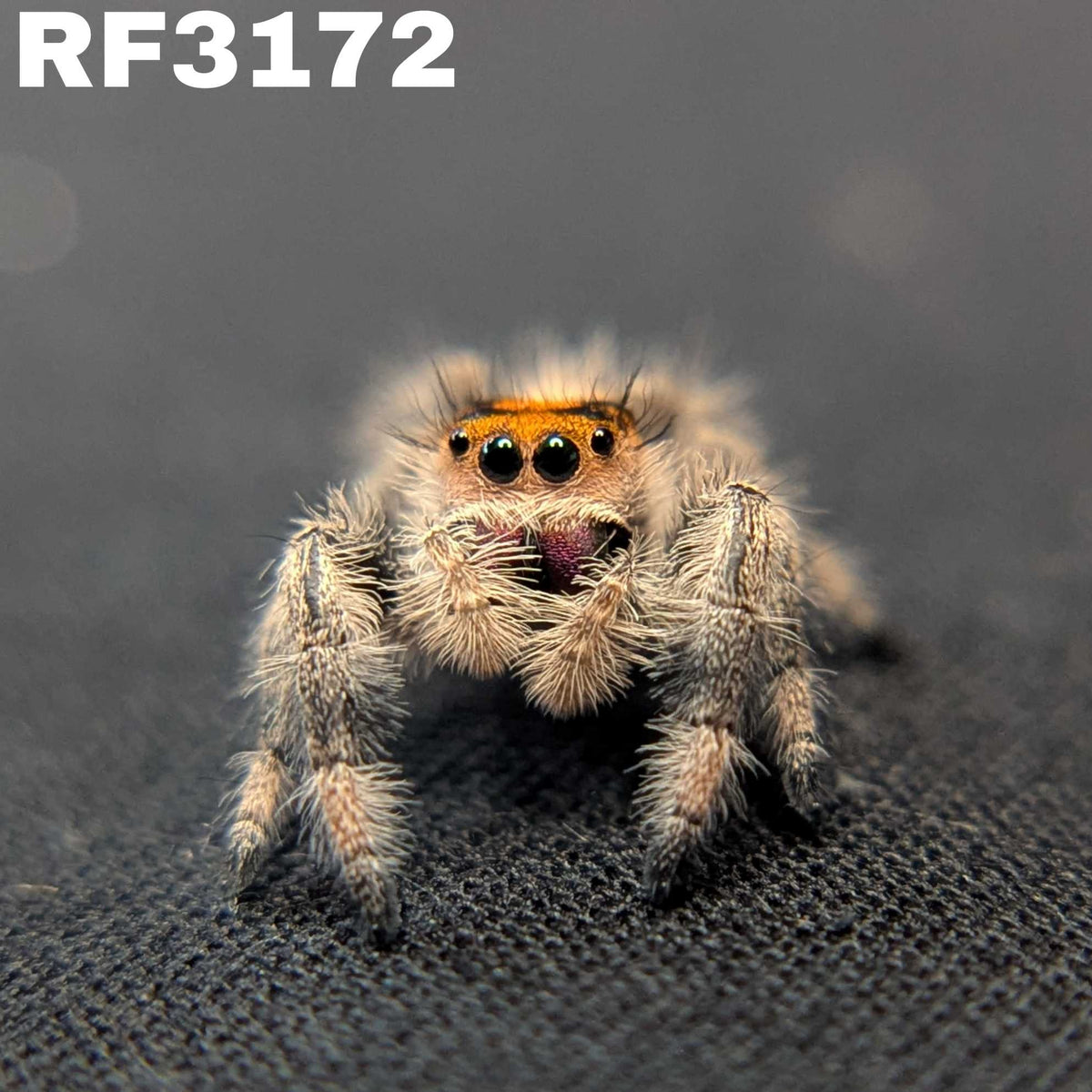 Regal Jumping Spider "Clementine"
