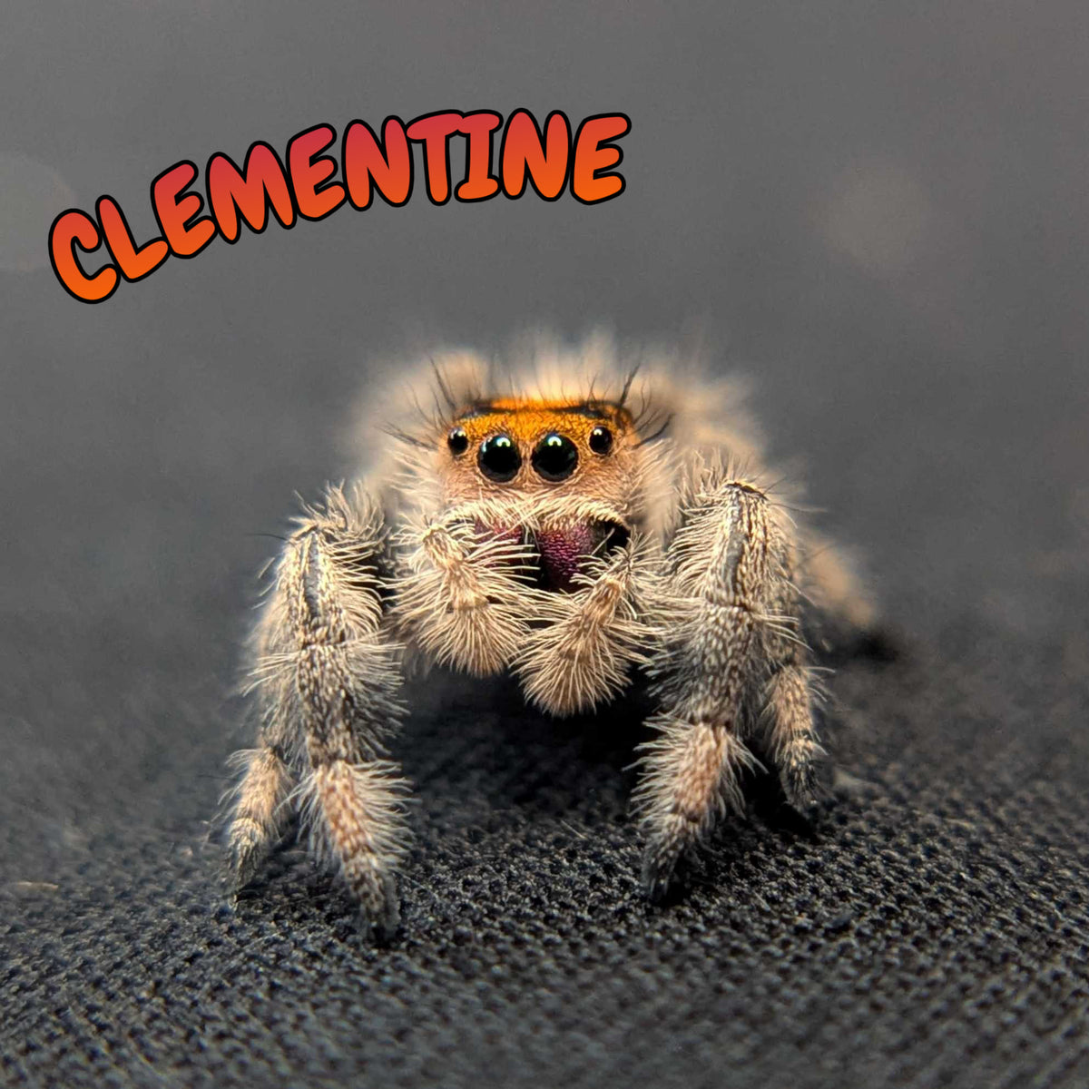Regal Jumping Spider "Clementine"