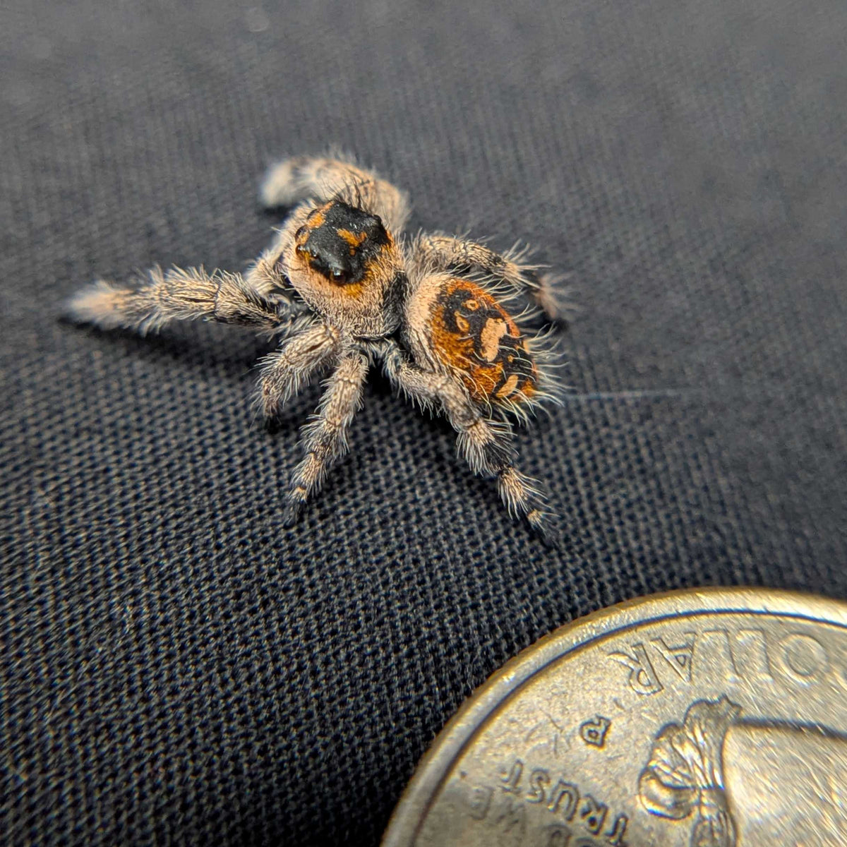Regal Jumping Spider "Citrine"