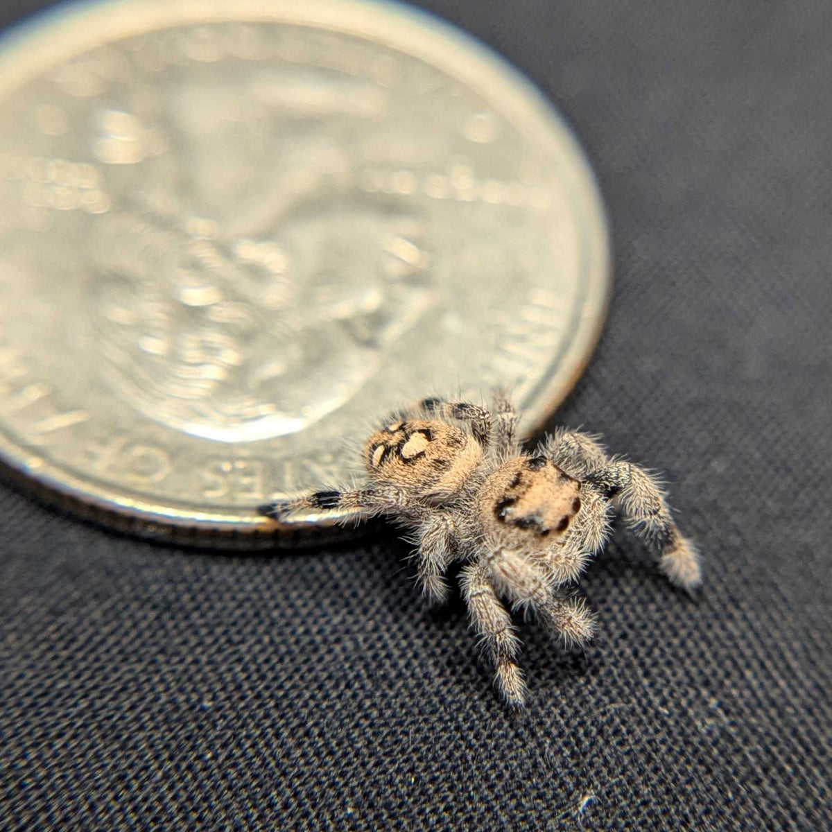 Regal Jumping Spider "Apple"